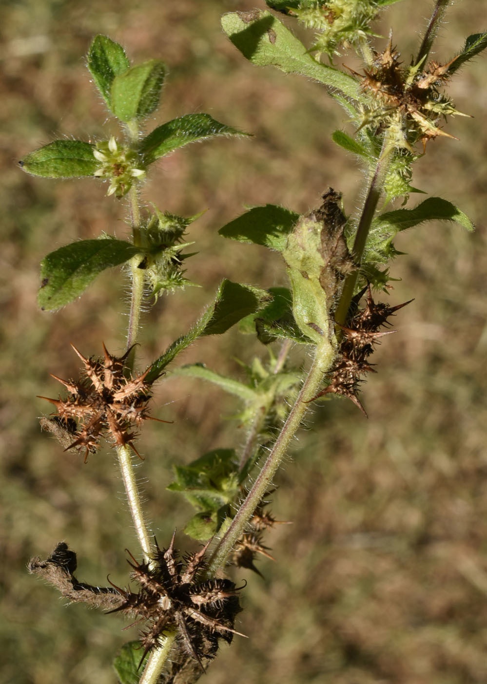 Acanthospermum hispidum