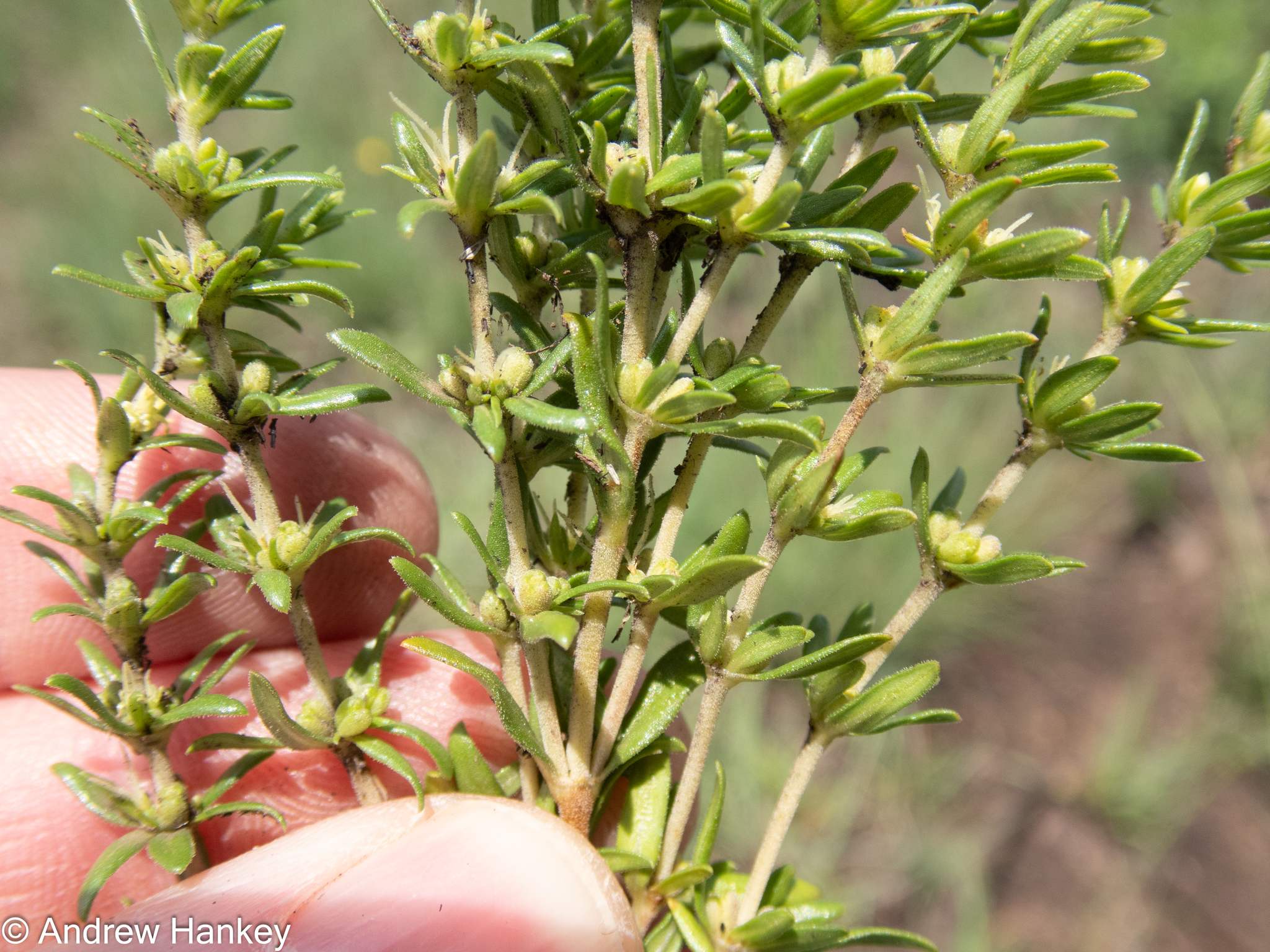 Acanthospermum hispidum