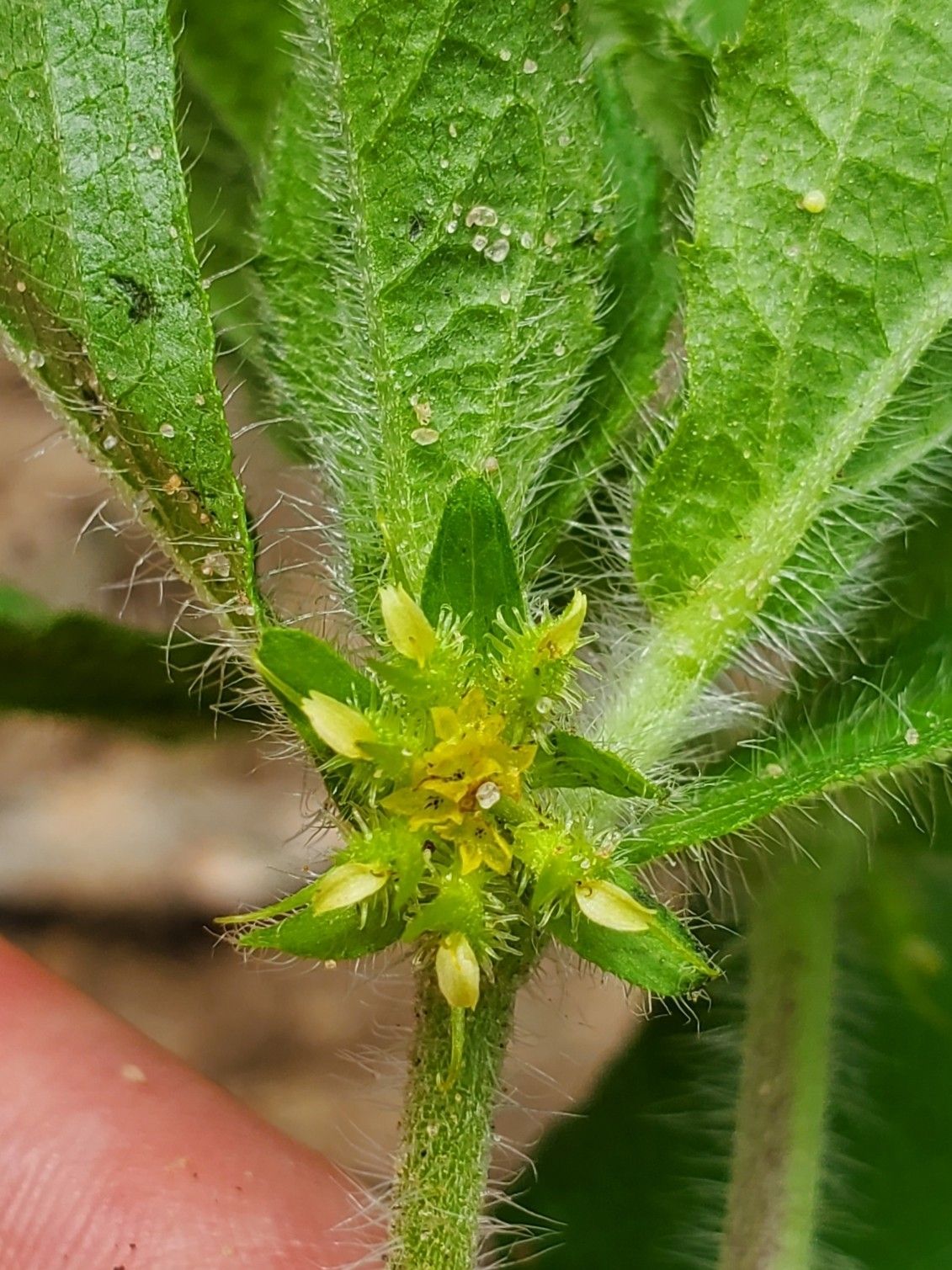 Acanthospermum hispidum
