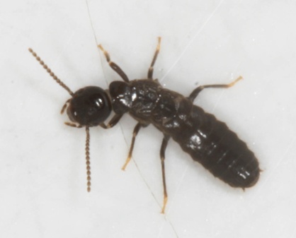 Reticulitermes hesperus