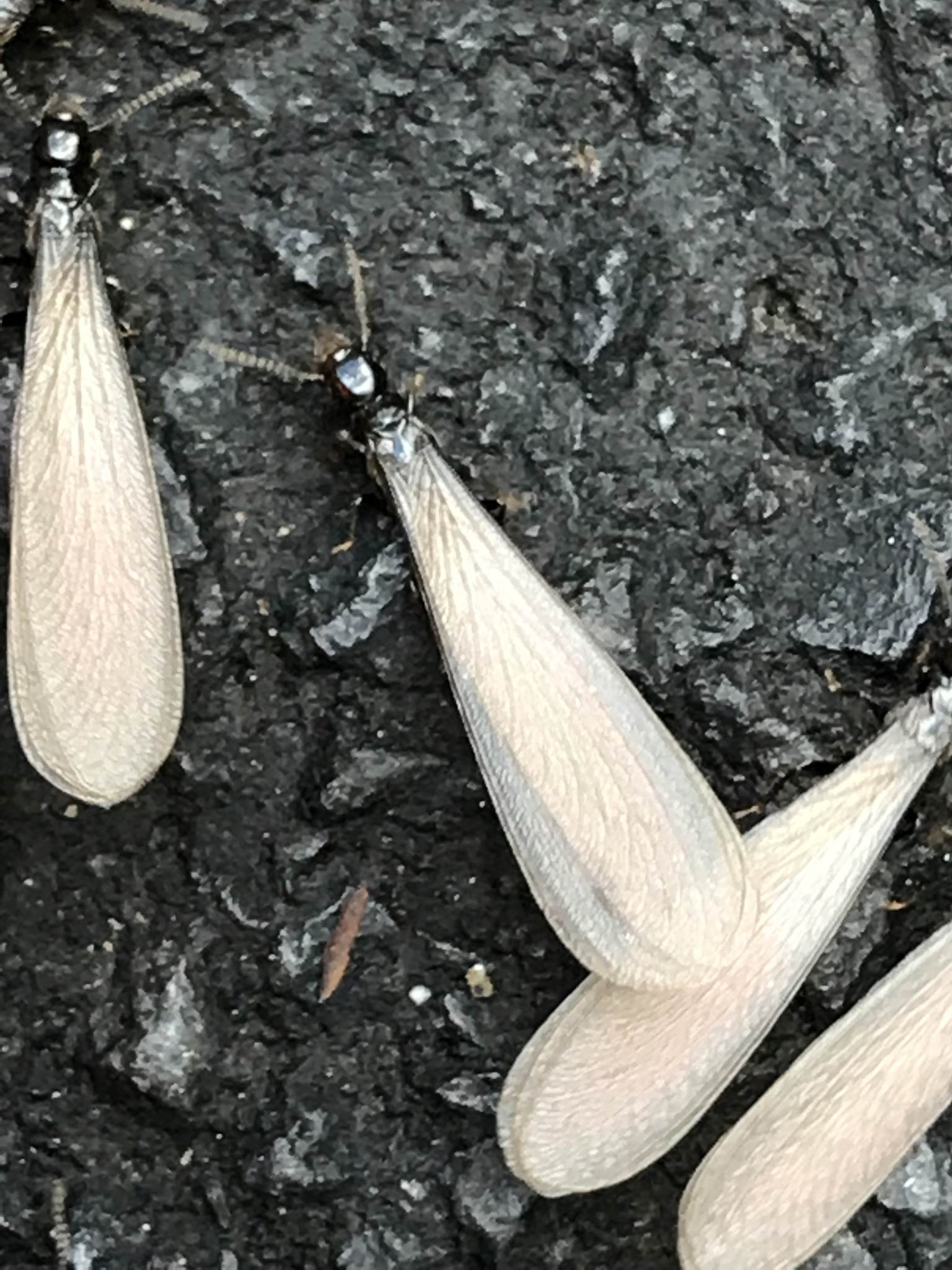 Reticulitermes hesperus