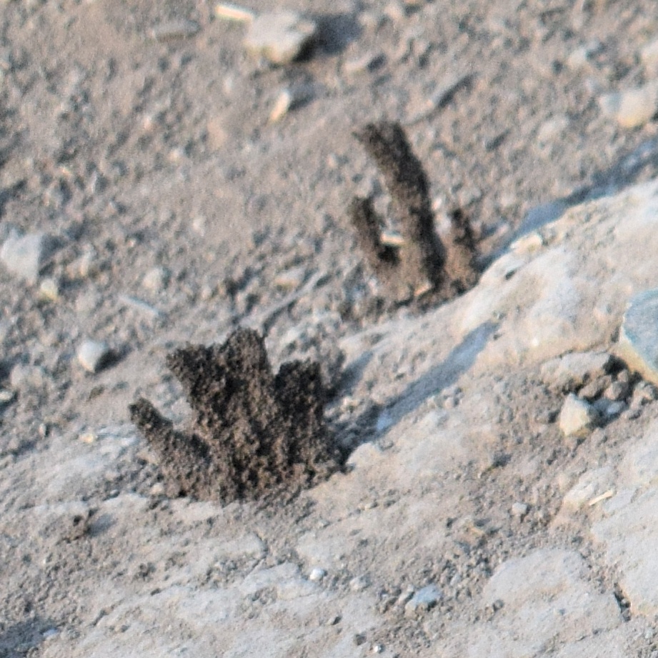 Reticulitermes hesperus