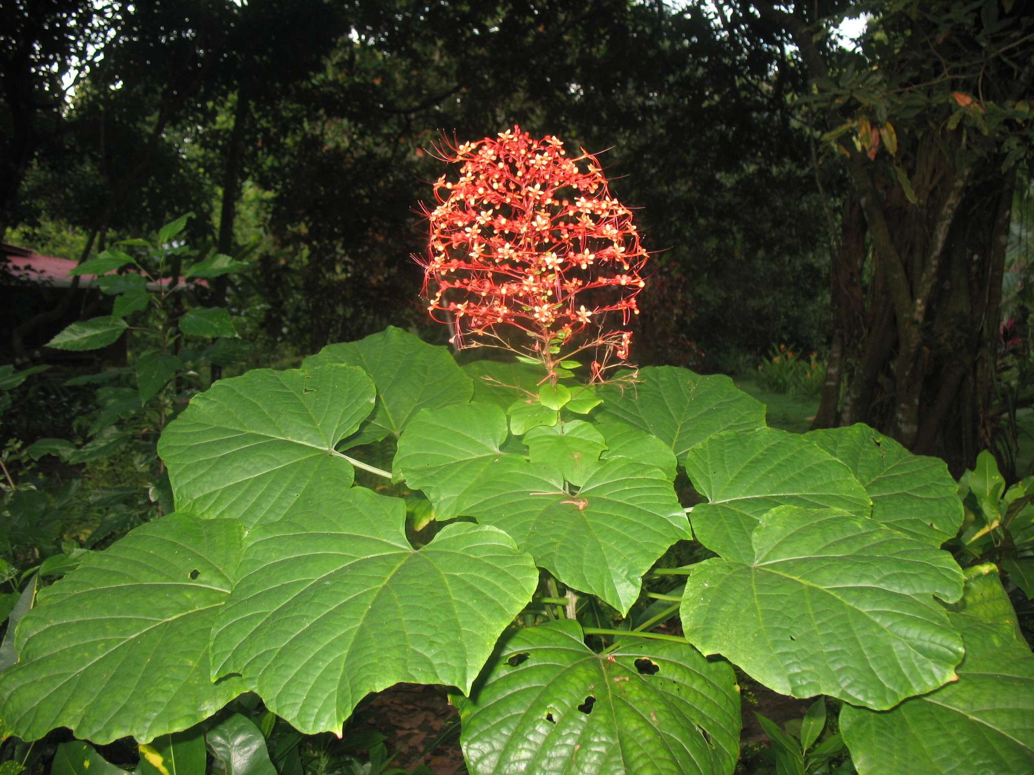 Clerodendrum paniculatum