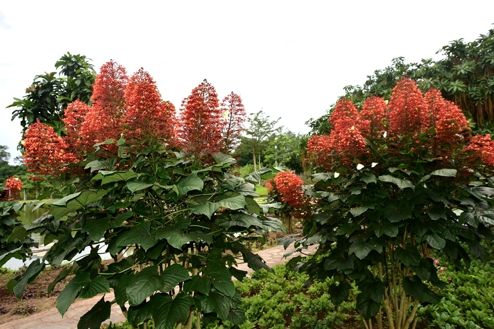 Clerodendrum paniculatum
