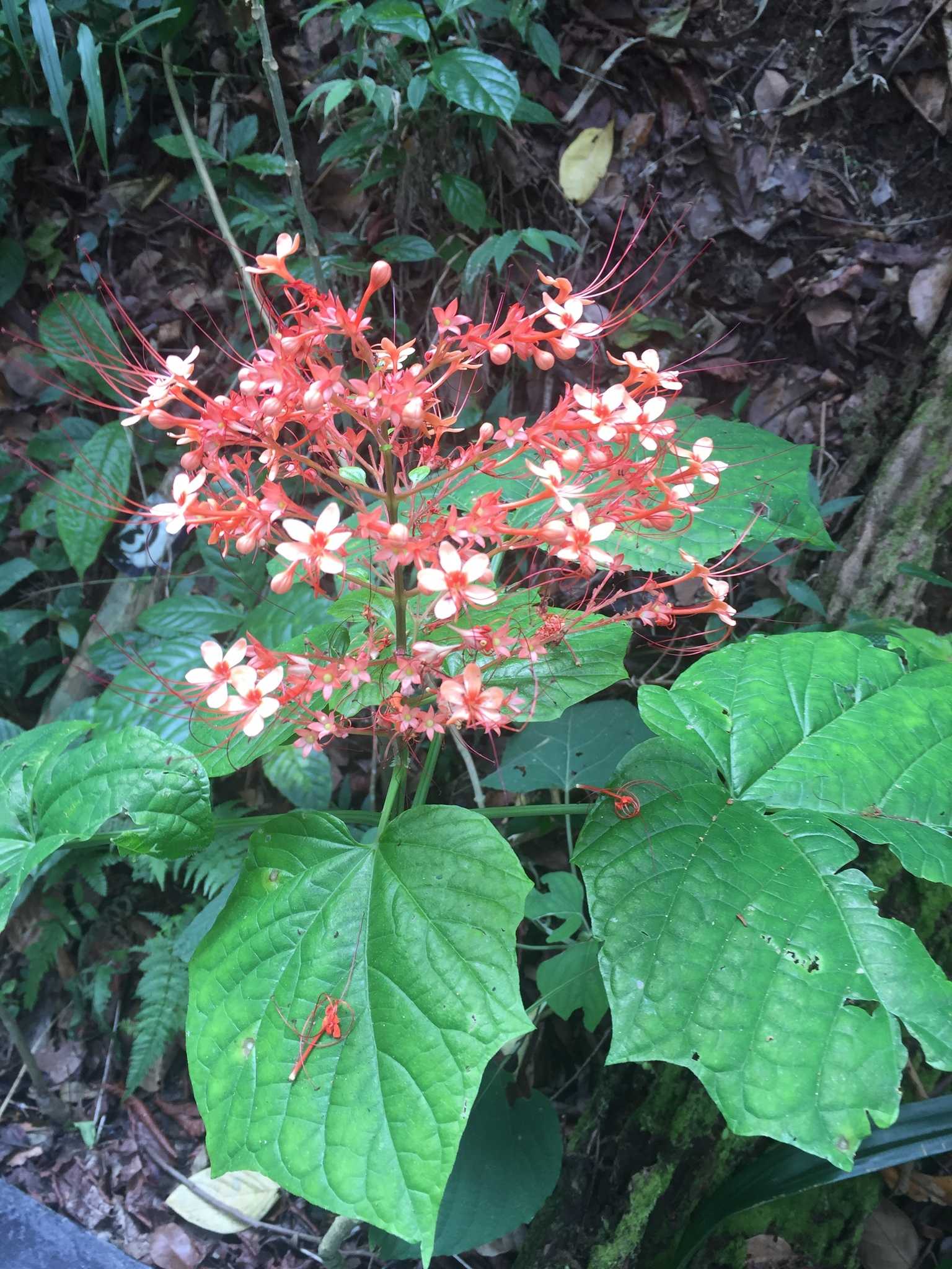 Clerodendrum paniculatum