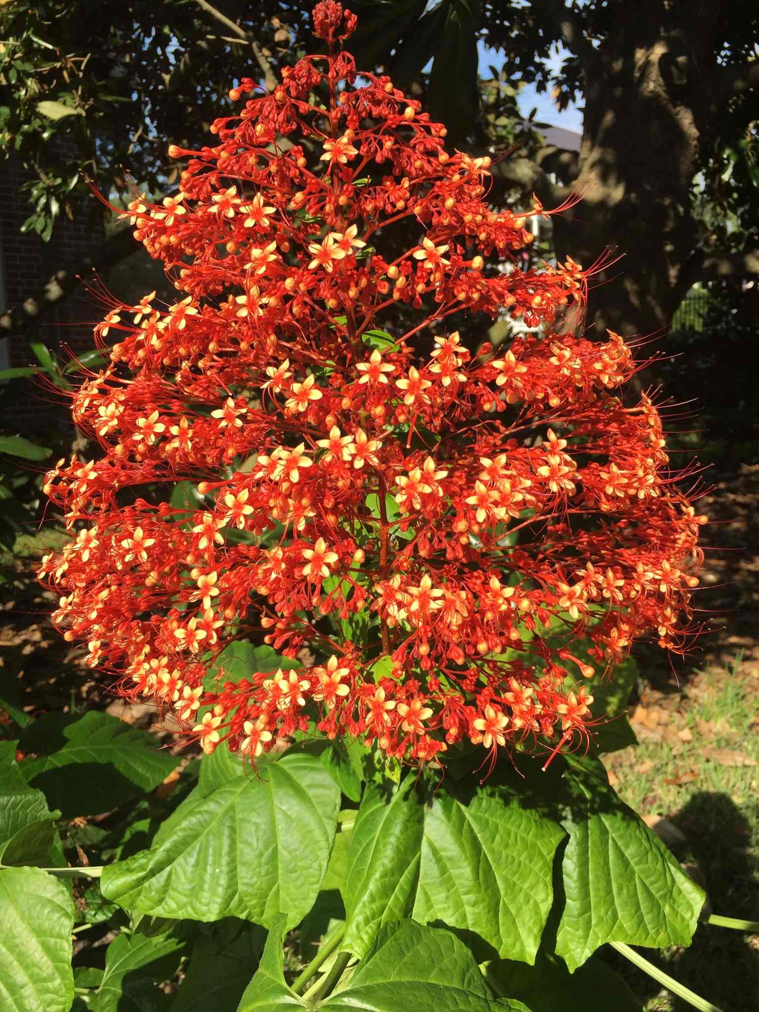 Clerodendrum paniculatum