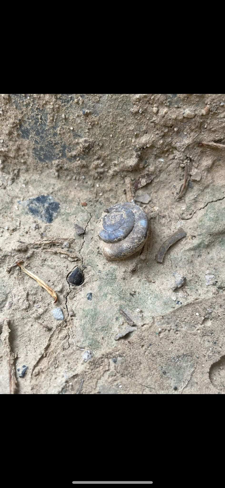 Cathaica fasciola