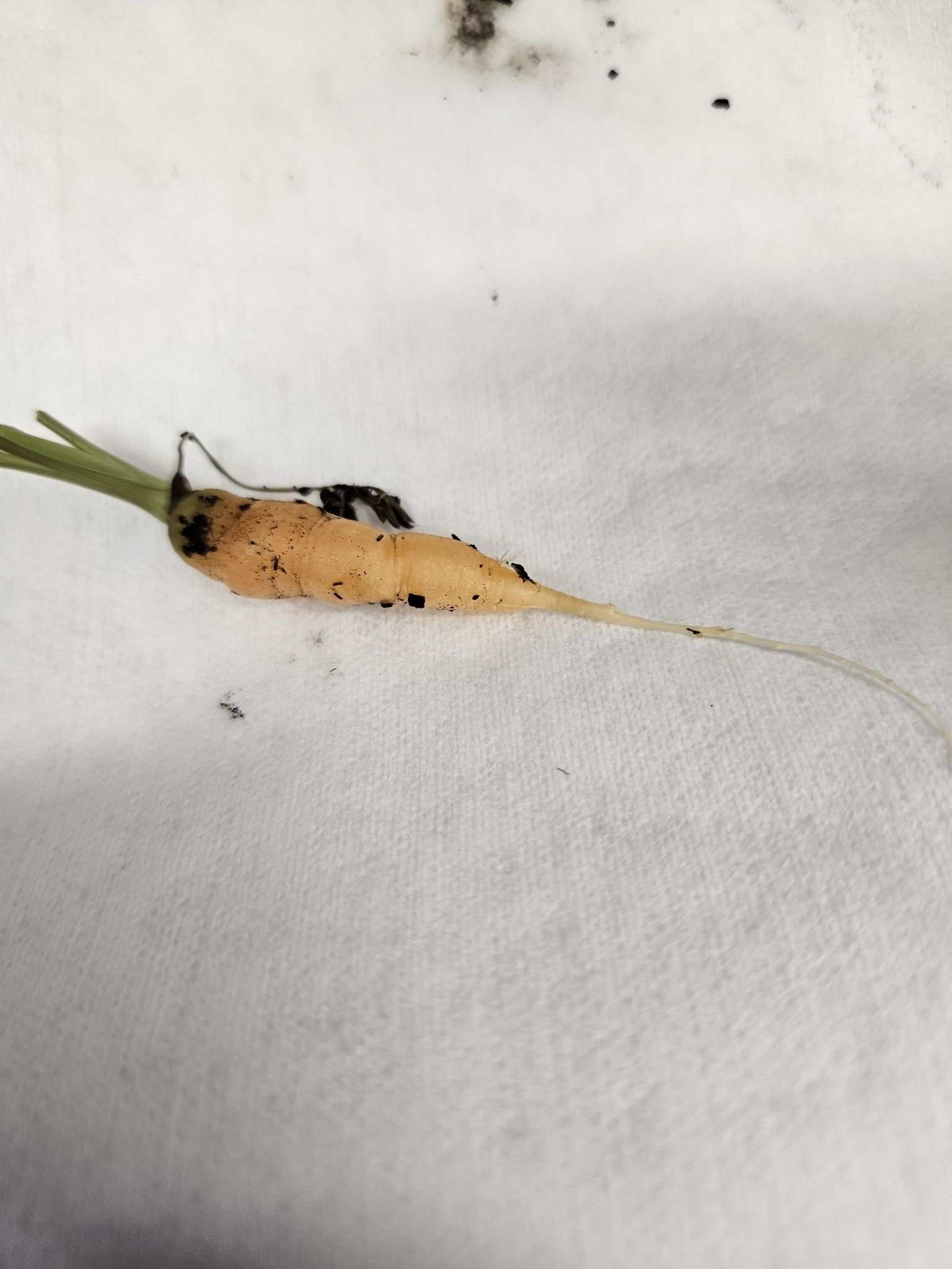 Heterodera carotae