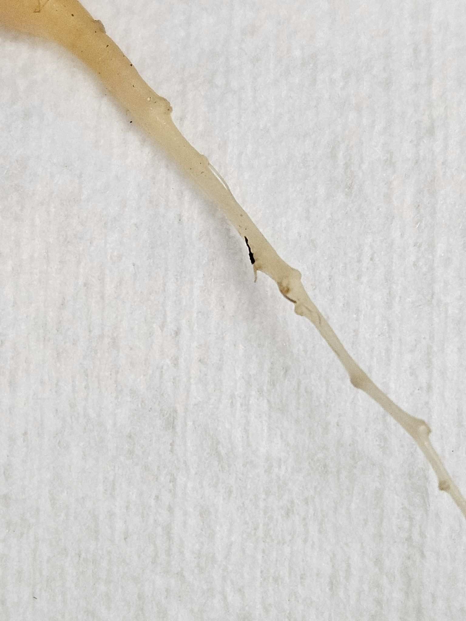 Heterodera carotae