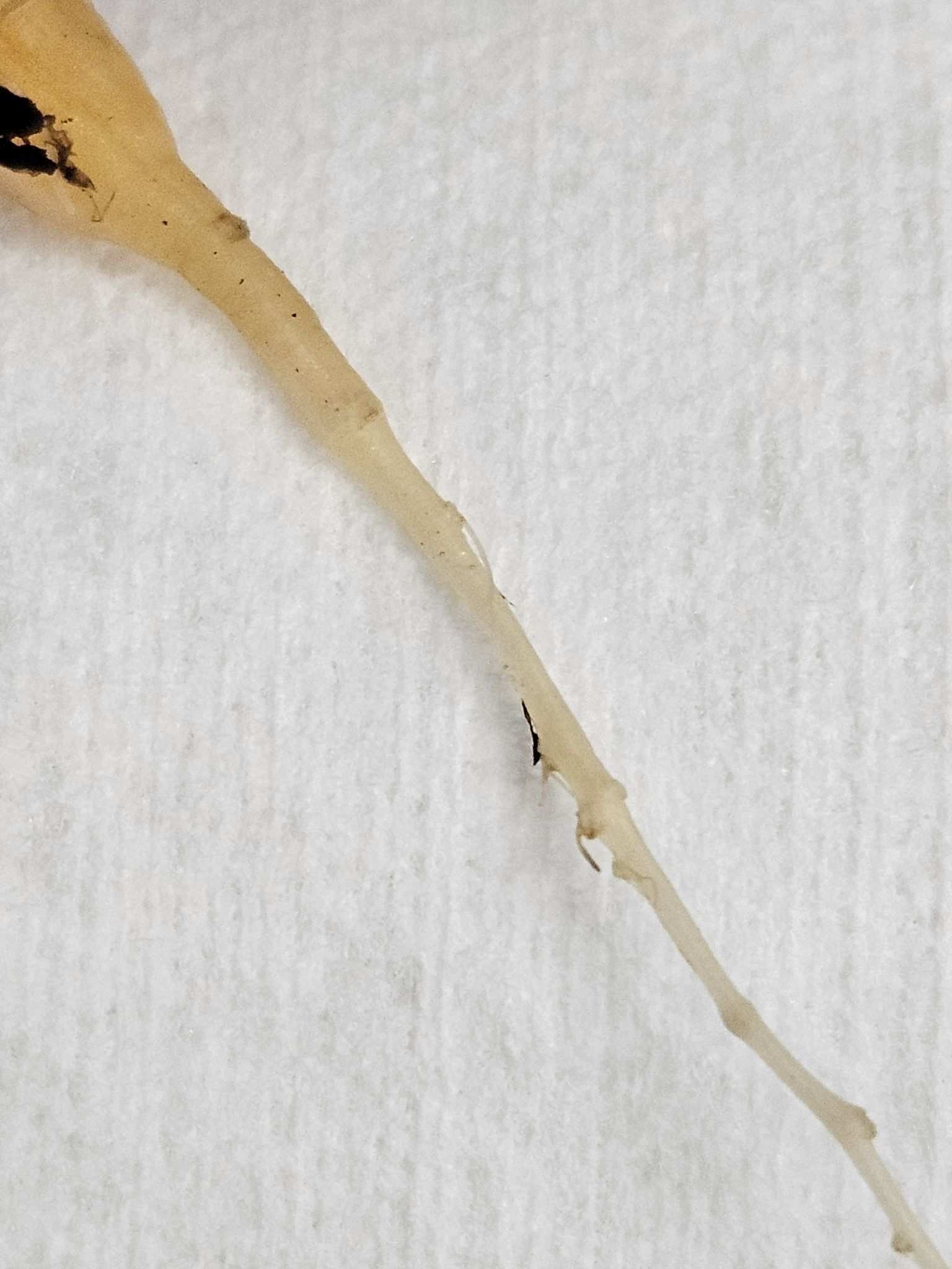 Heterodera carotae