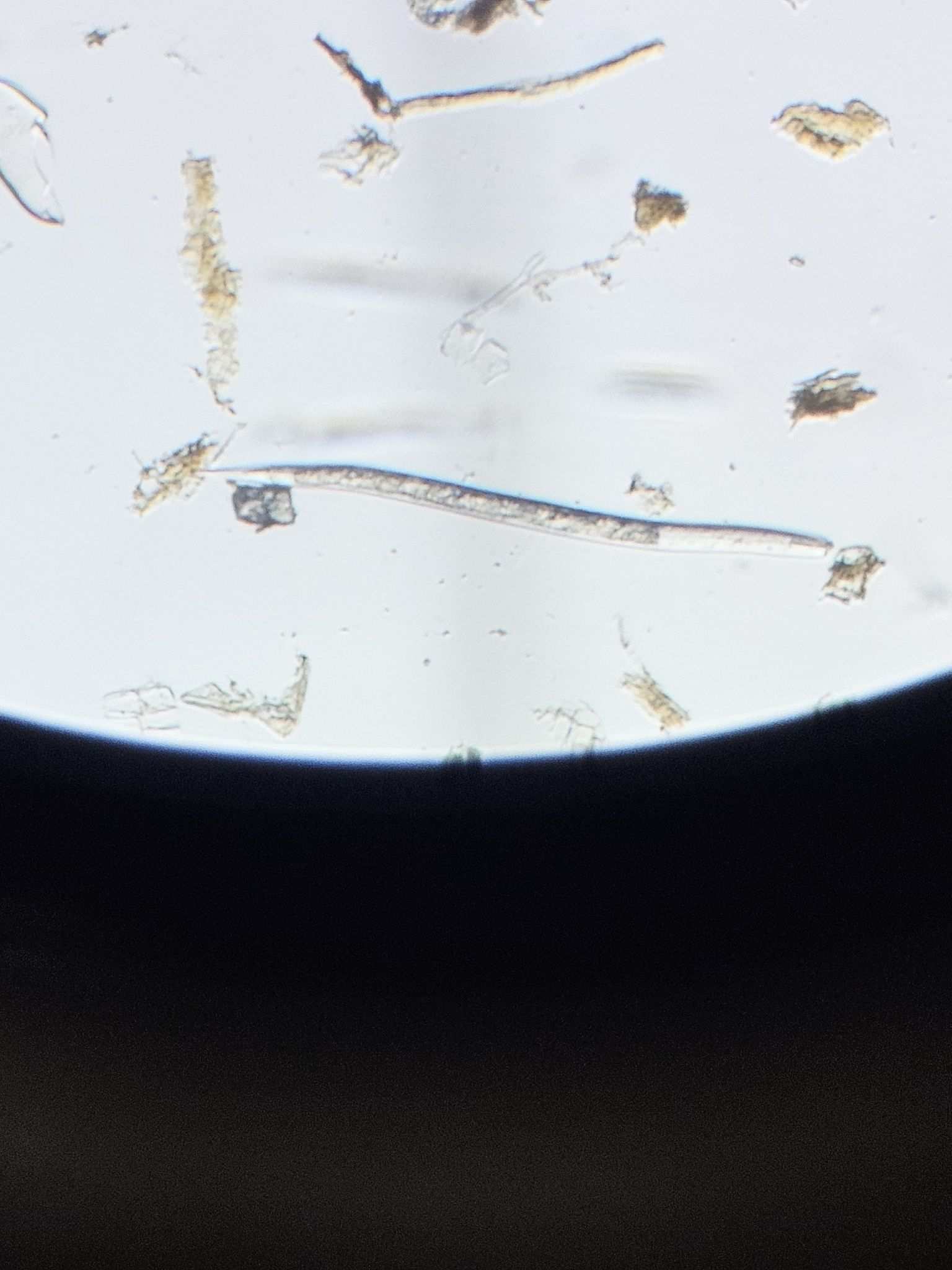 Heterodera carotae