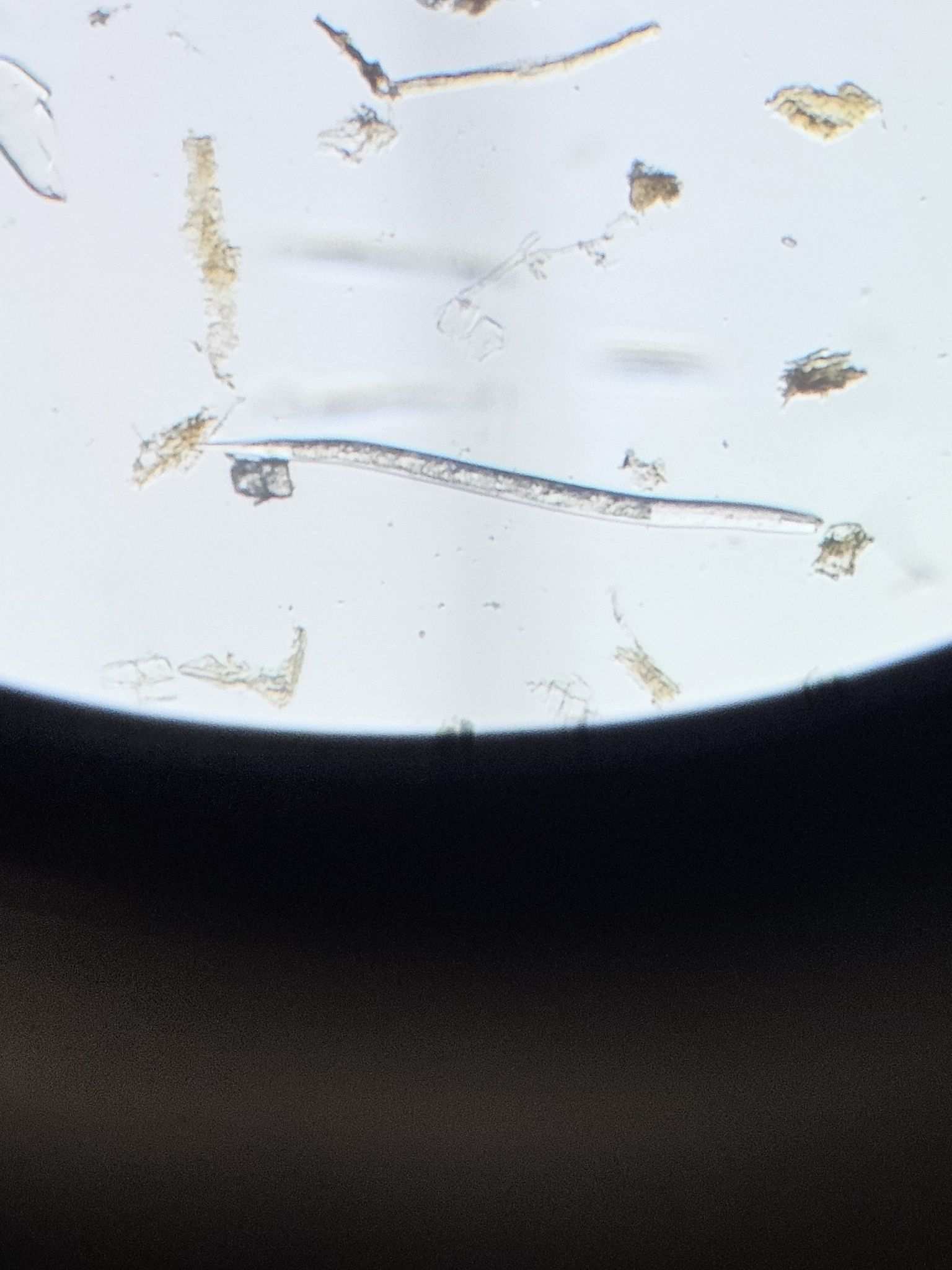 Heterodera carotae