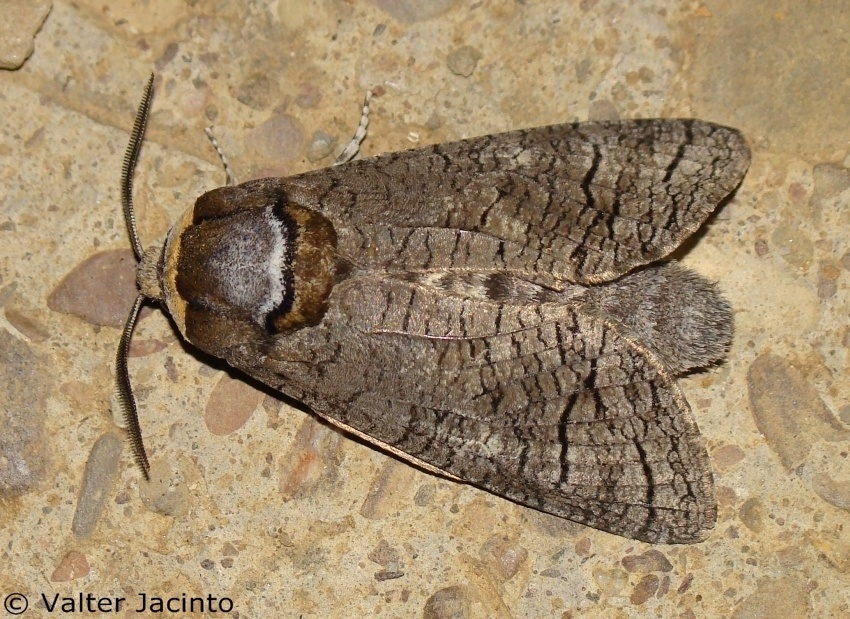 Cossus cossus
