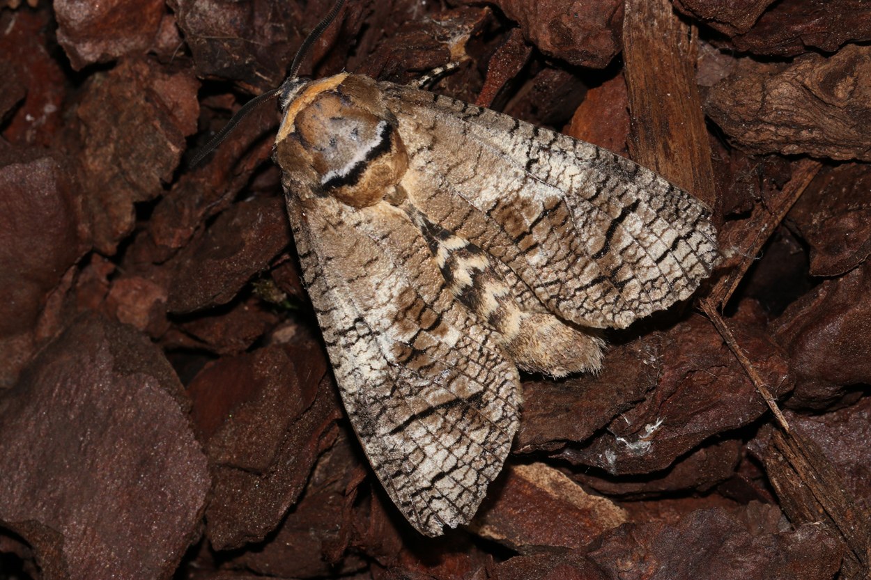 Cossus cossus