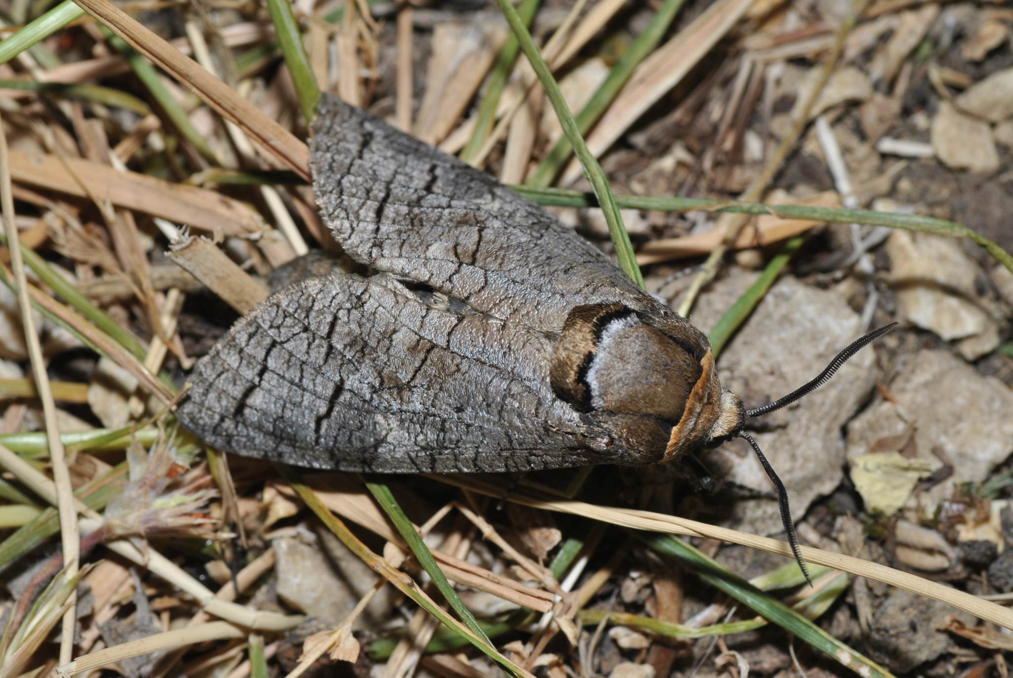 Cossus cossus