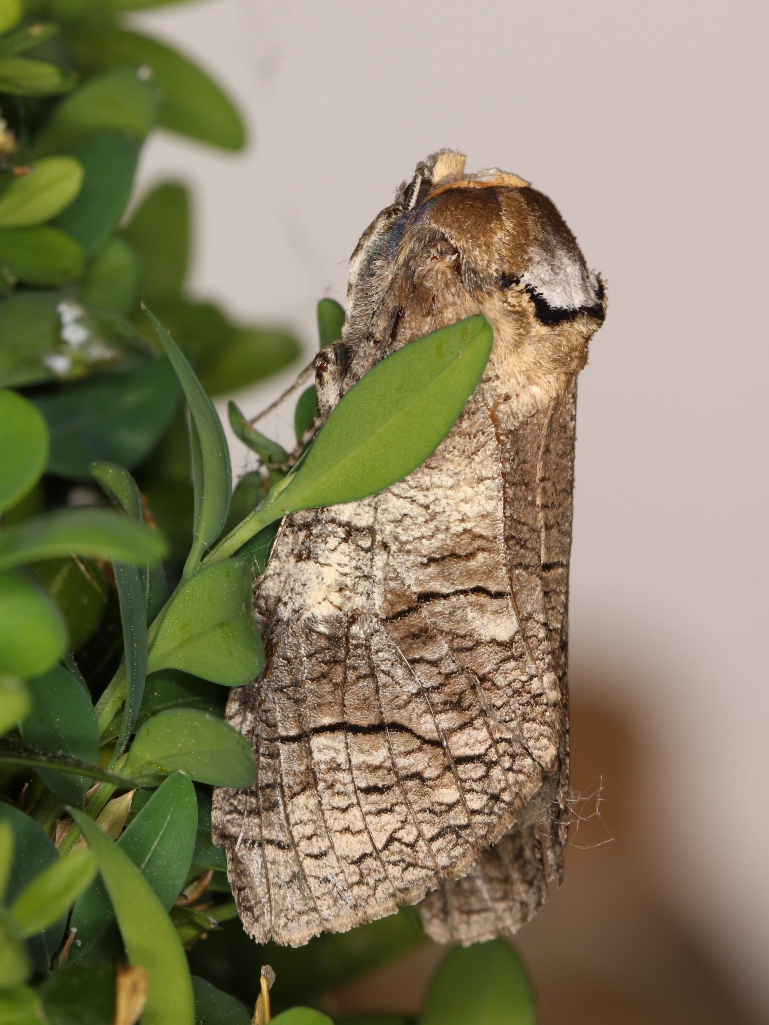 Cossus cossus