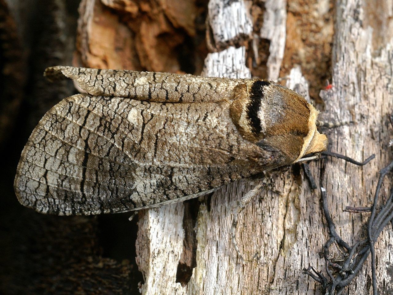 Cossus cossus