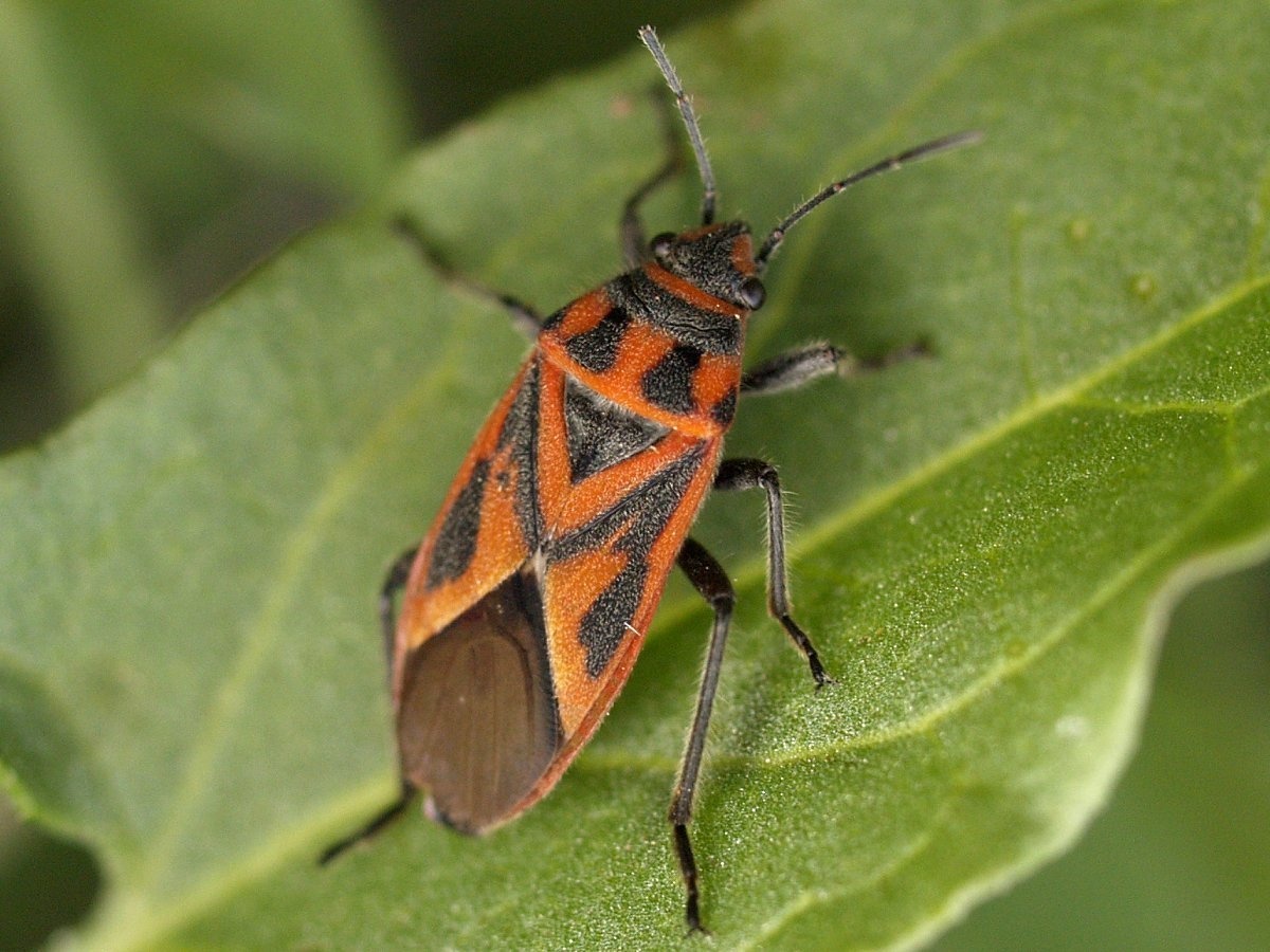 Graptostethus servus