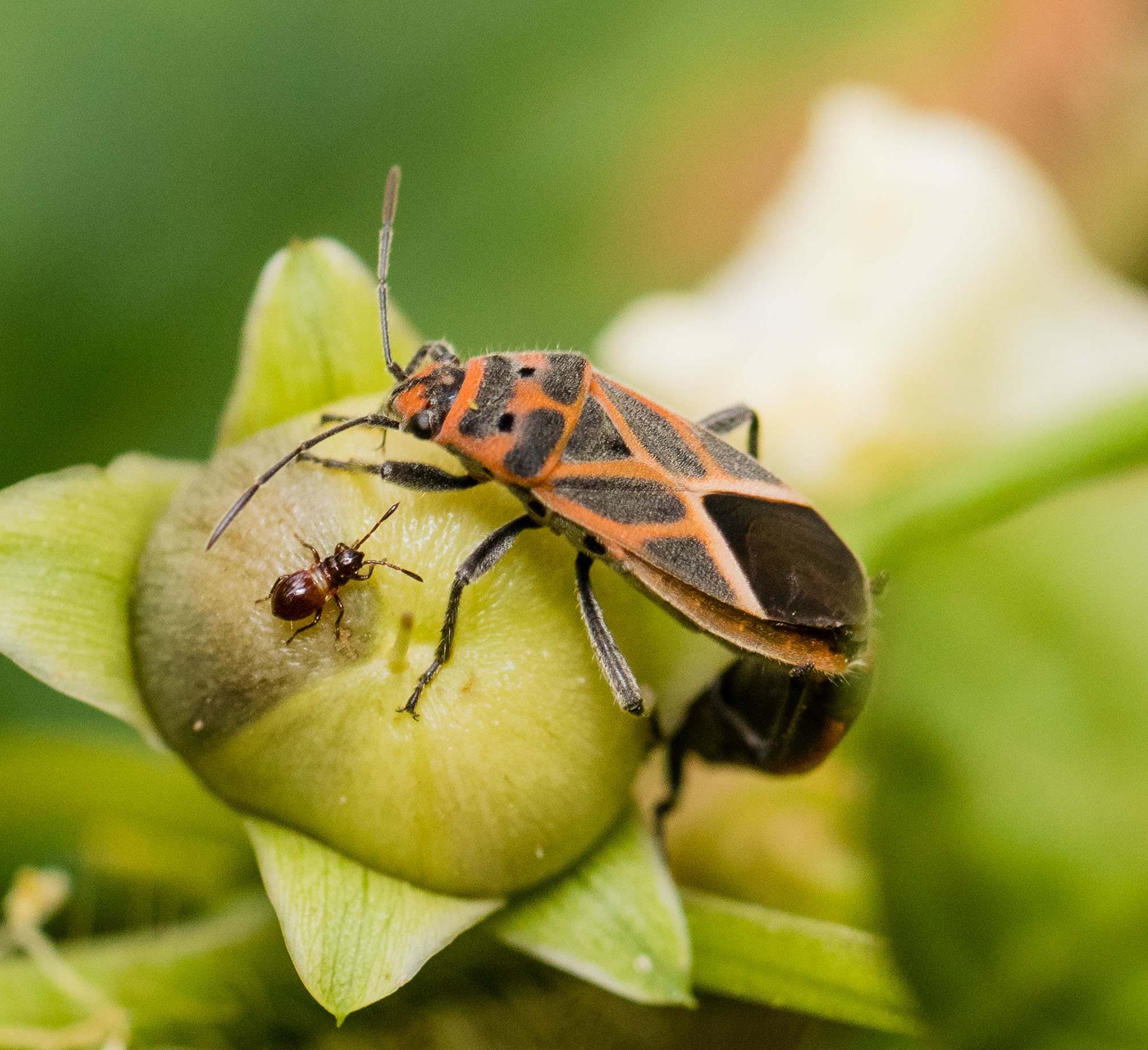 Graptostethus servus