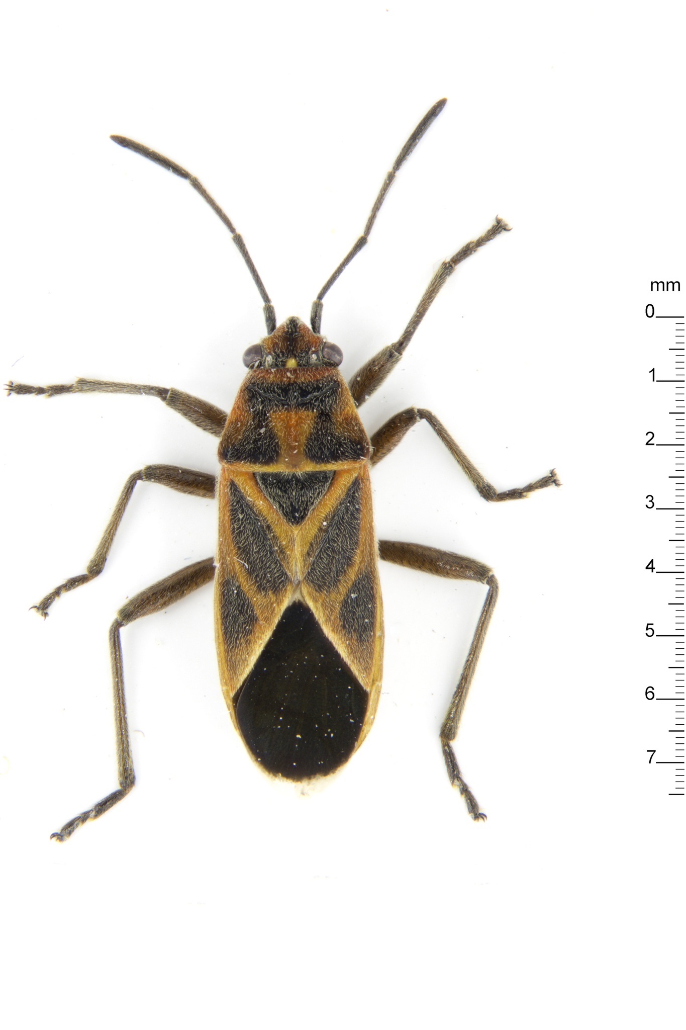 Graptostethus servus