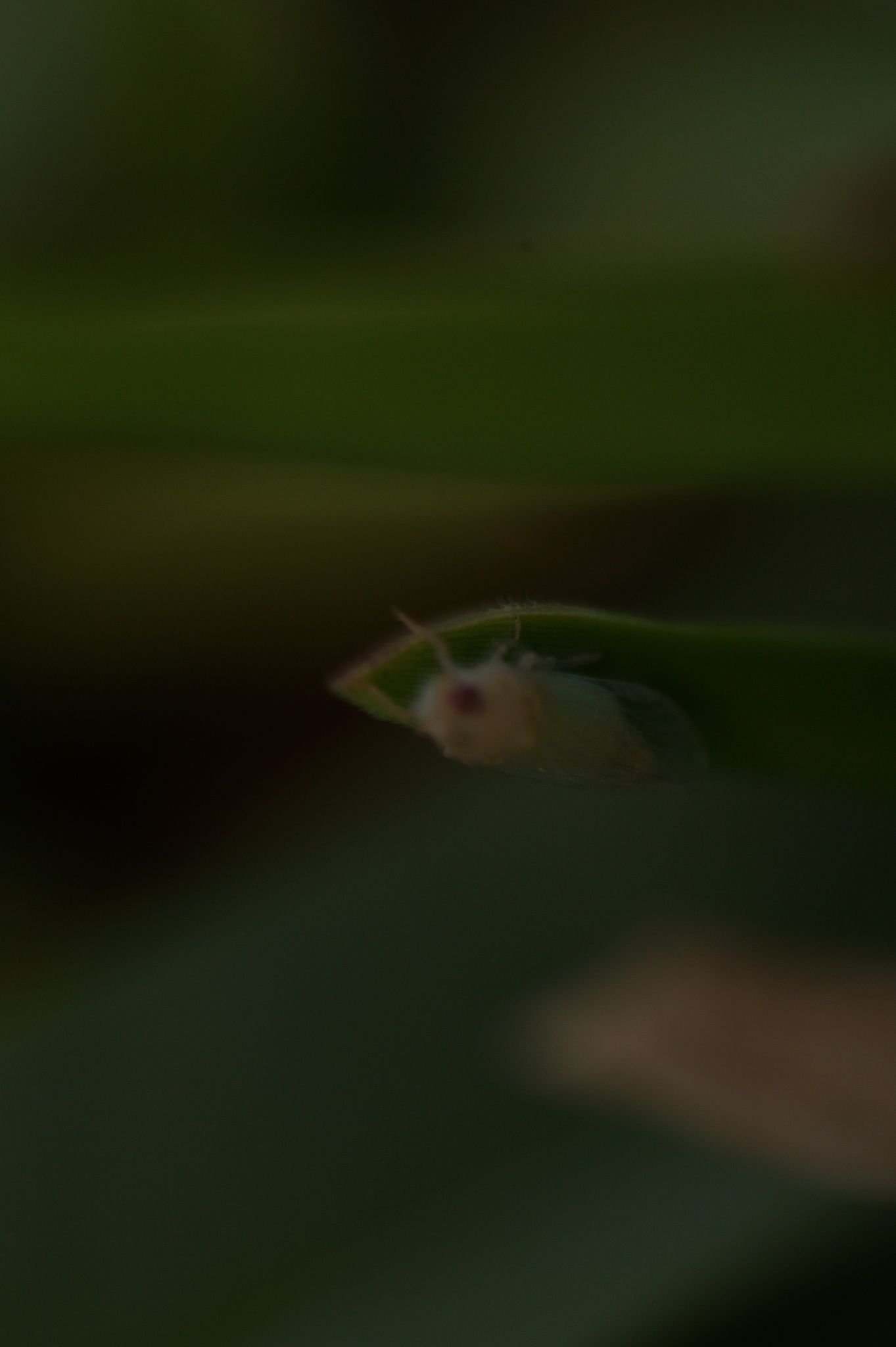 Haplaxius crudus