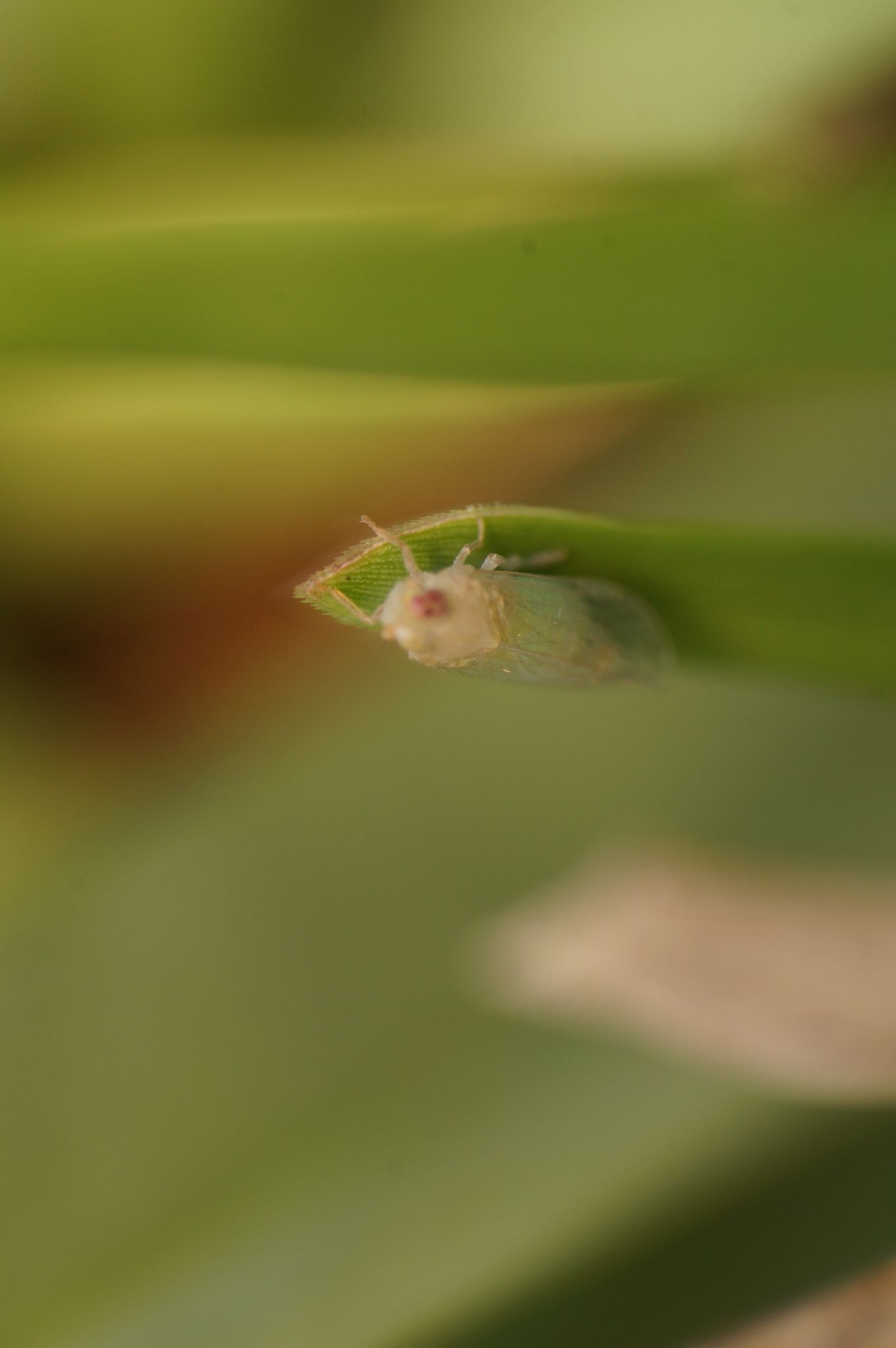 Haplaxius crudus