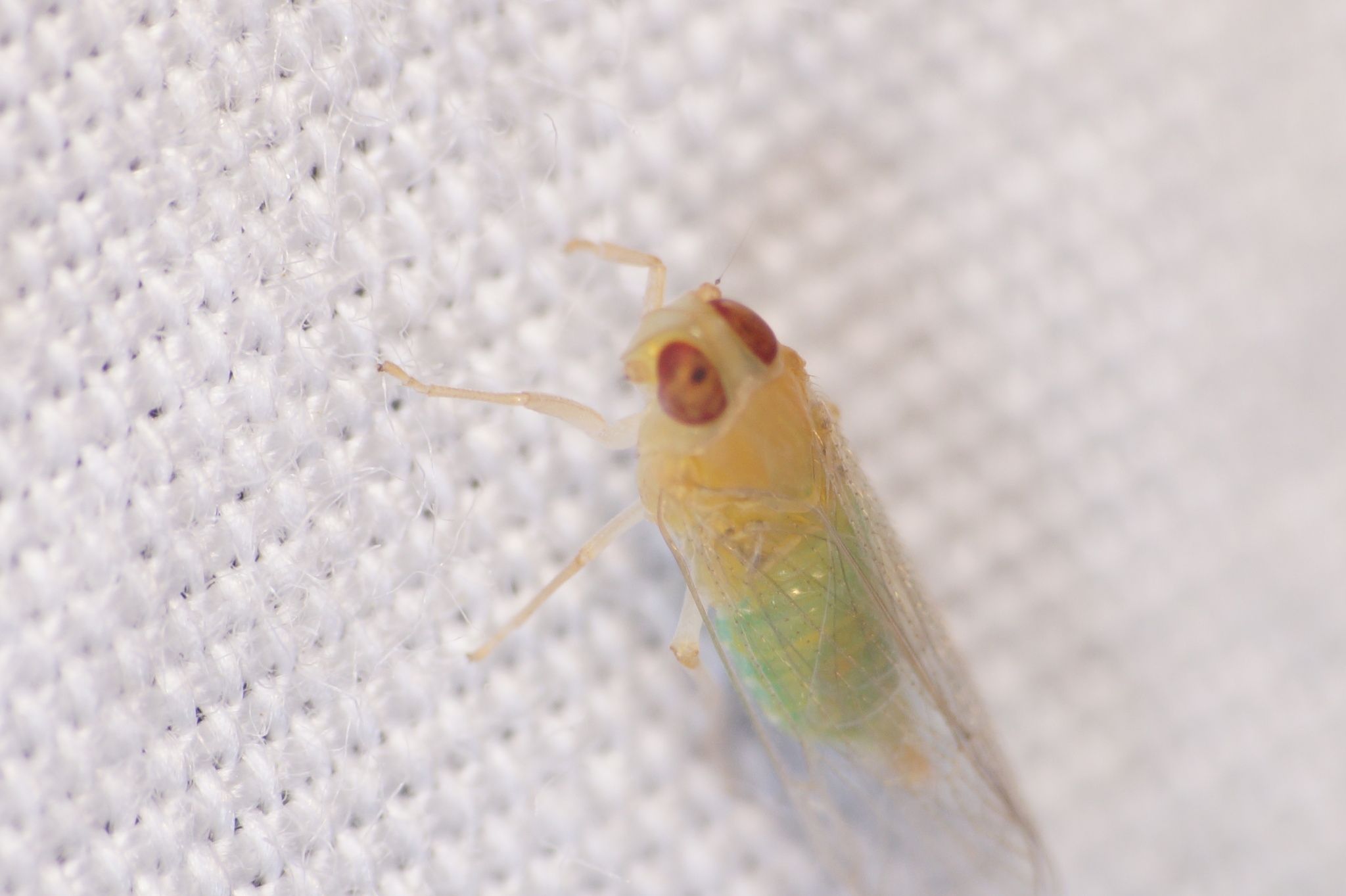 Haplaxius crudus