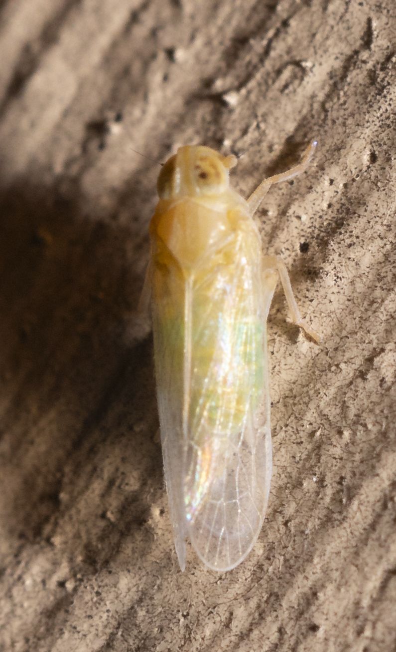 Haplaxius crudus