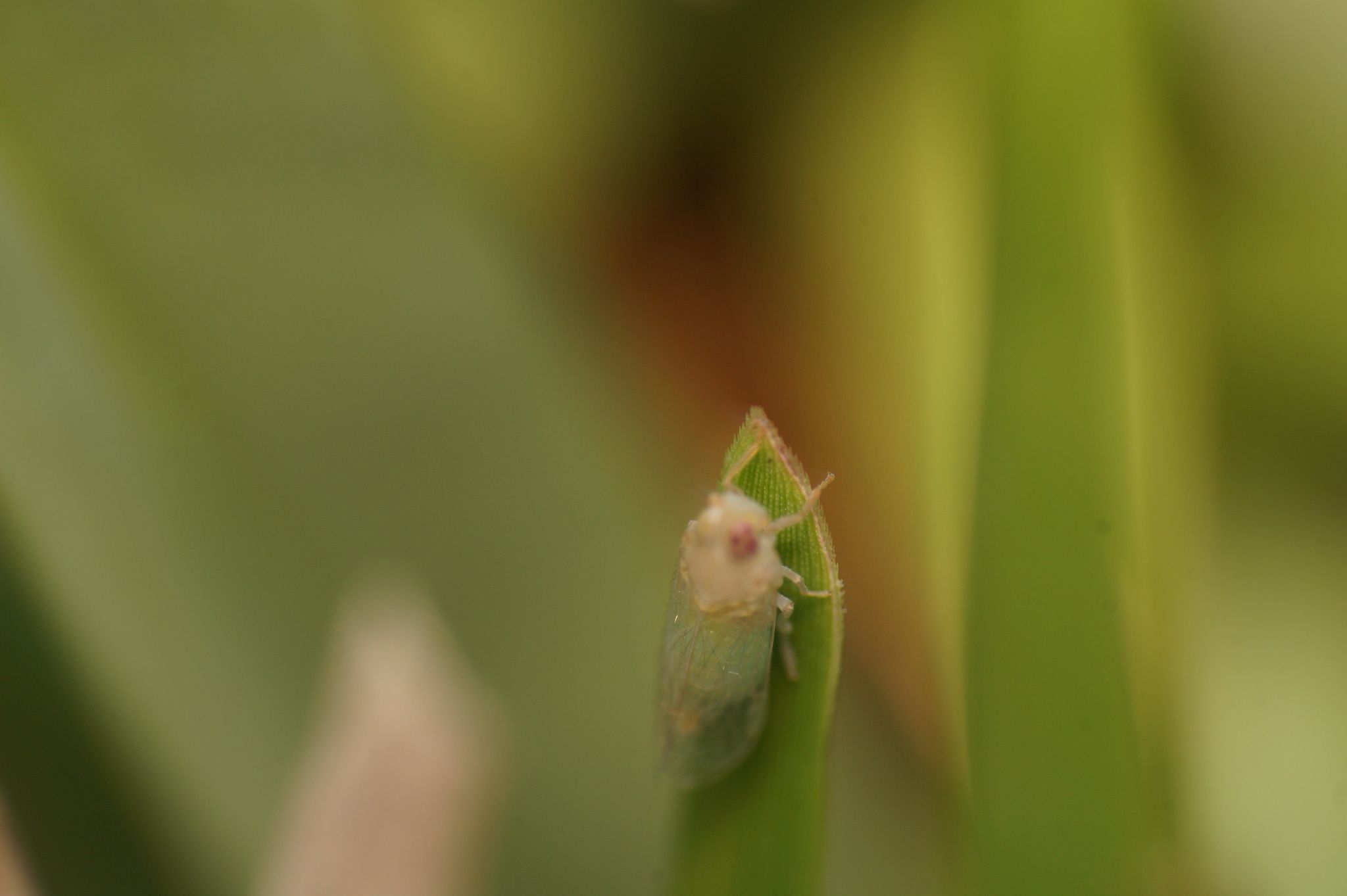 Haplaxius crudus