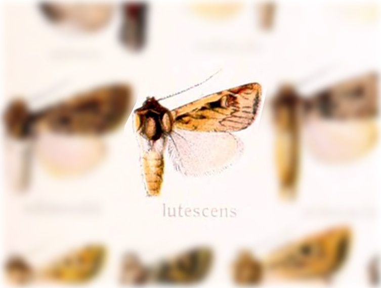 Feltia lutescens