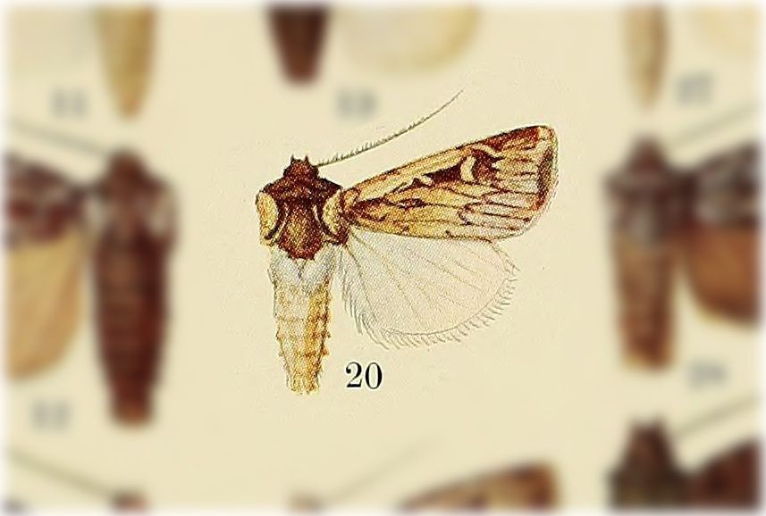 Feltia lutescens