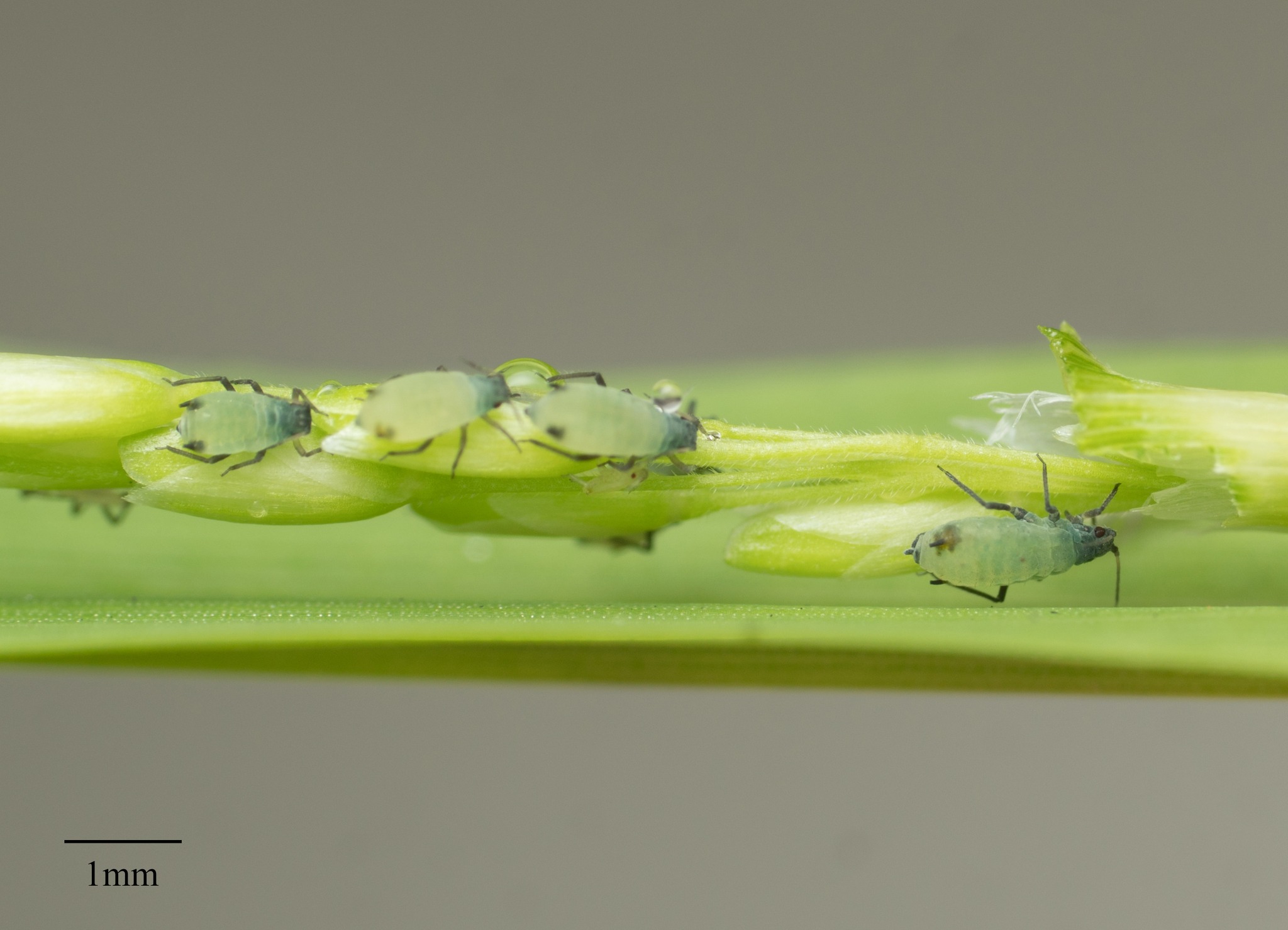 Rhopalosiphum maidis