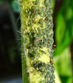 Rhopalosiphum maidis