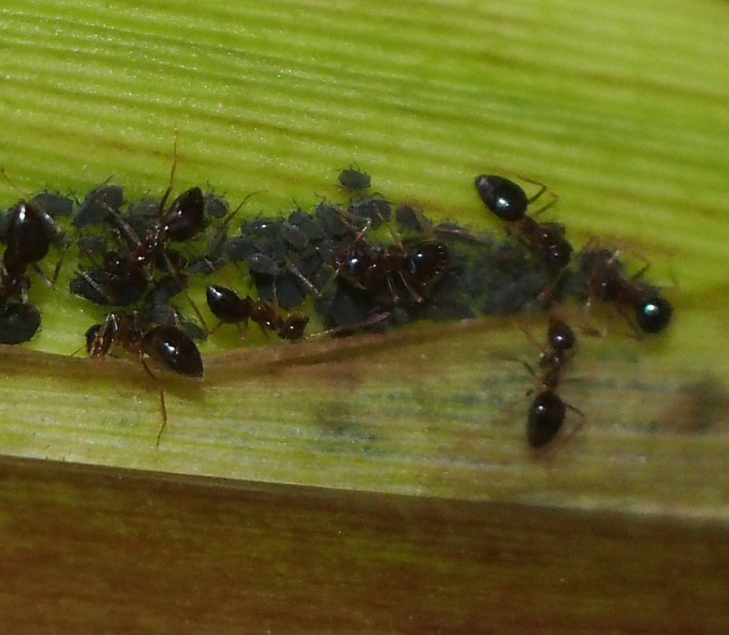 Rhopalosiphum maidis