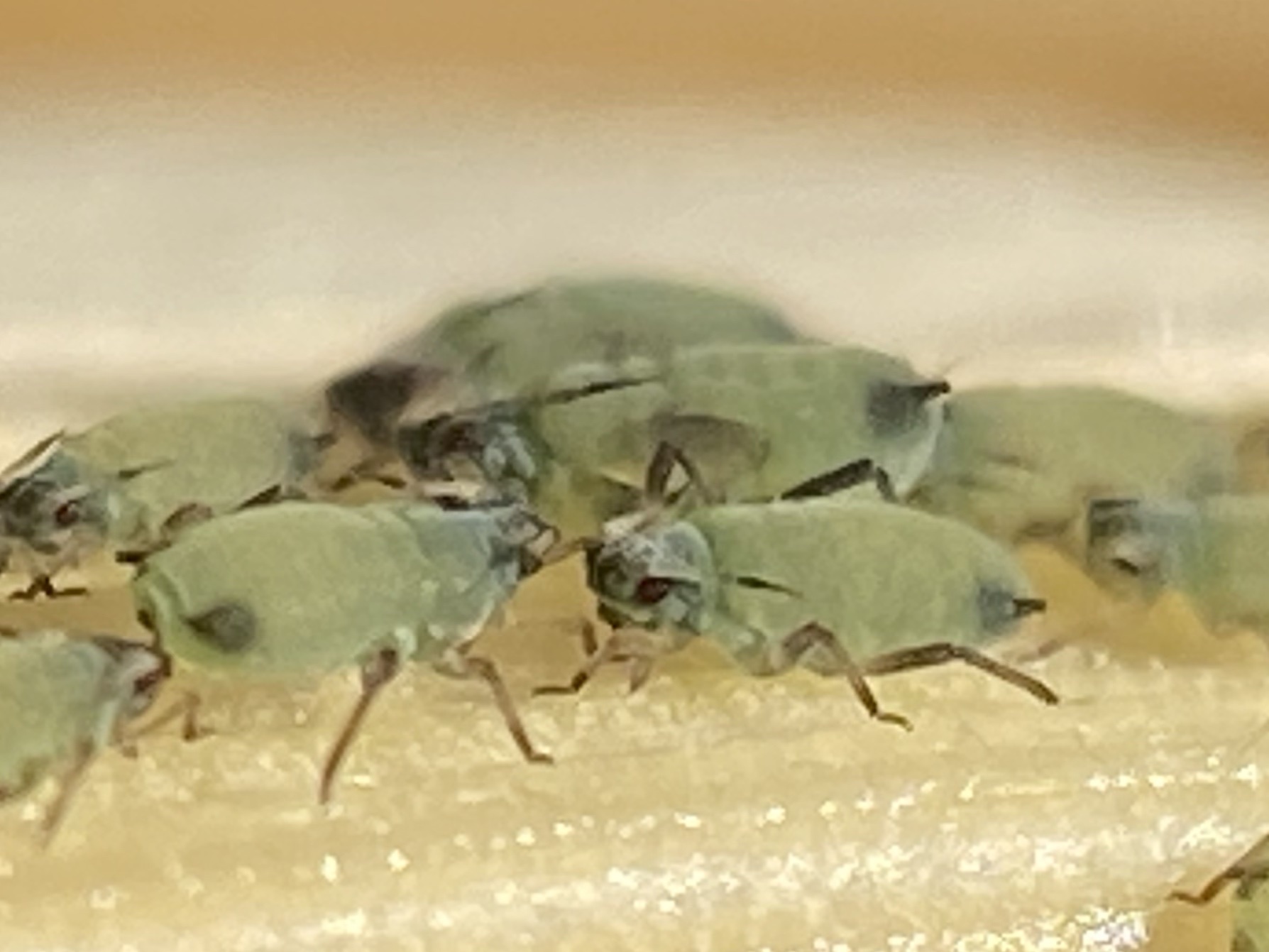 Rhopalosiphum maidis
