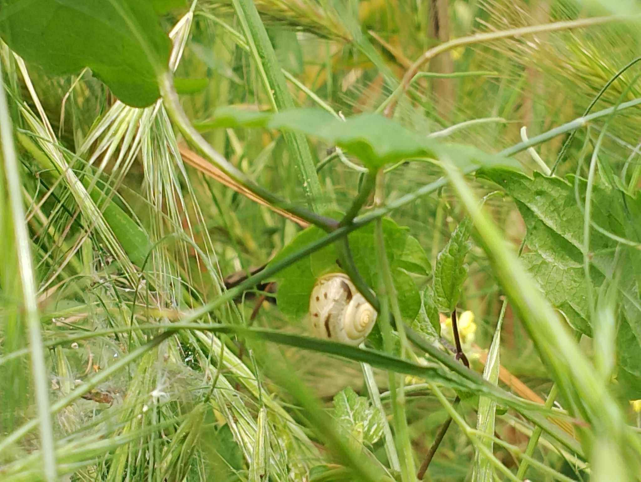Monacha claustralis