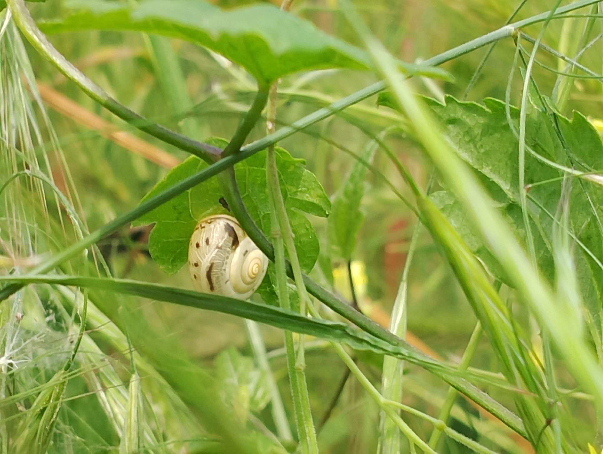 Monacha claustralis