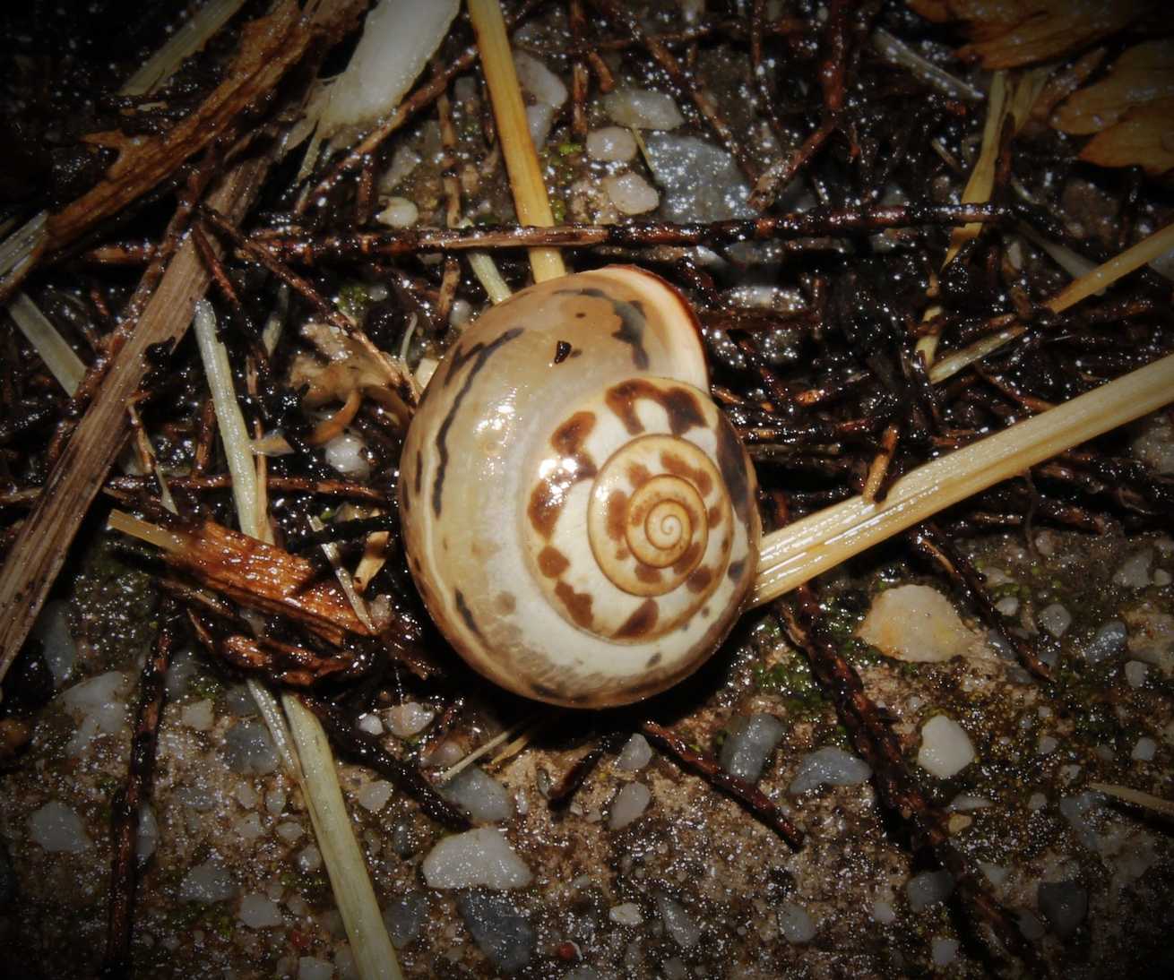 Monacha claustralis