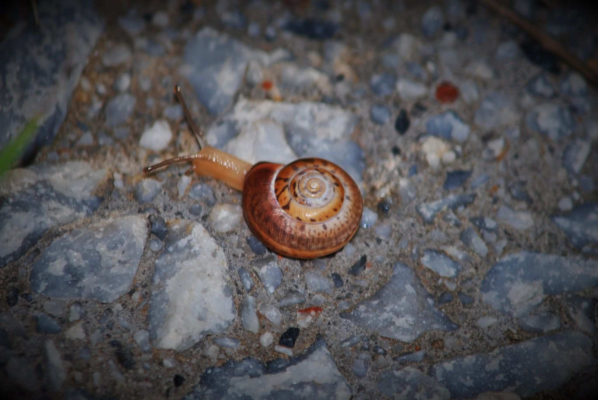 Monacha claustralis