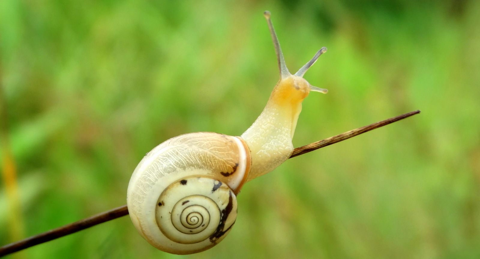 Monacha claustralis