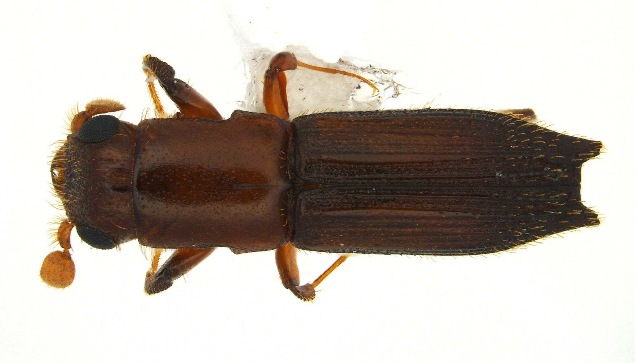 Euplatypus parallelus