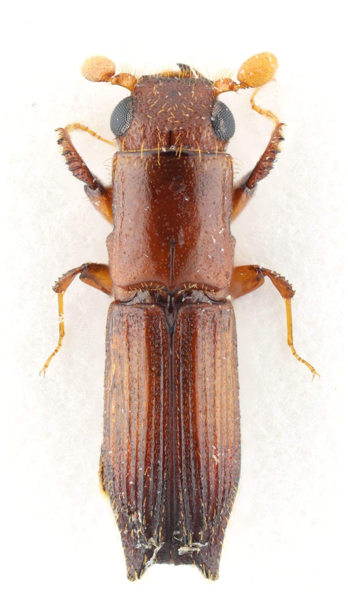 Euplatypus parallelus