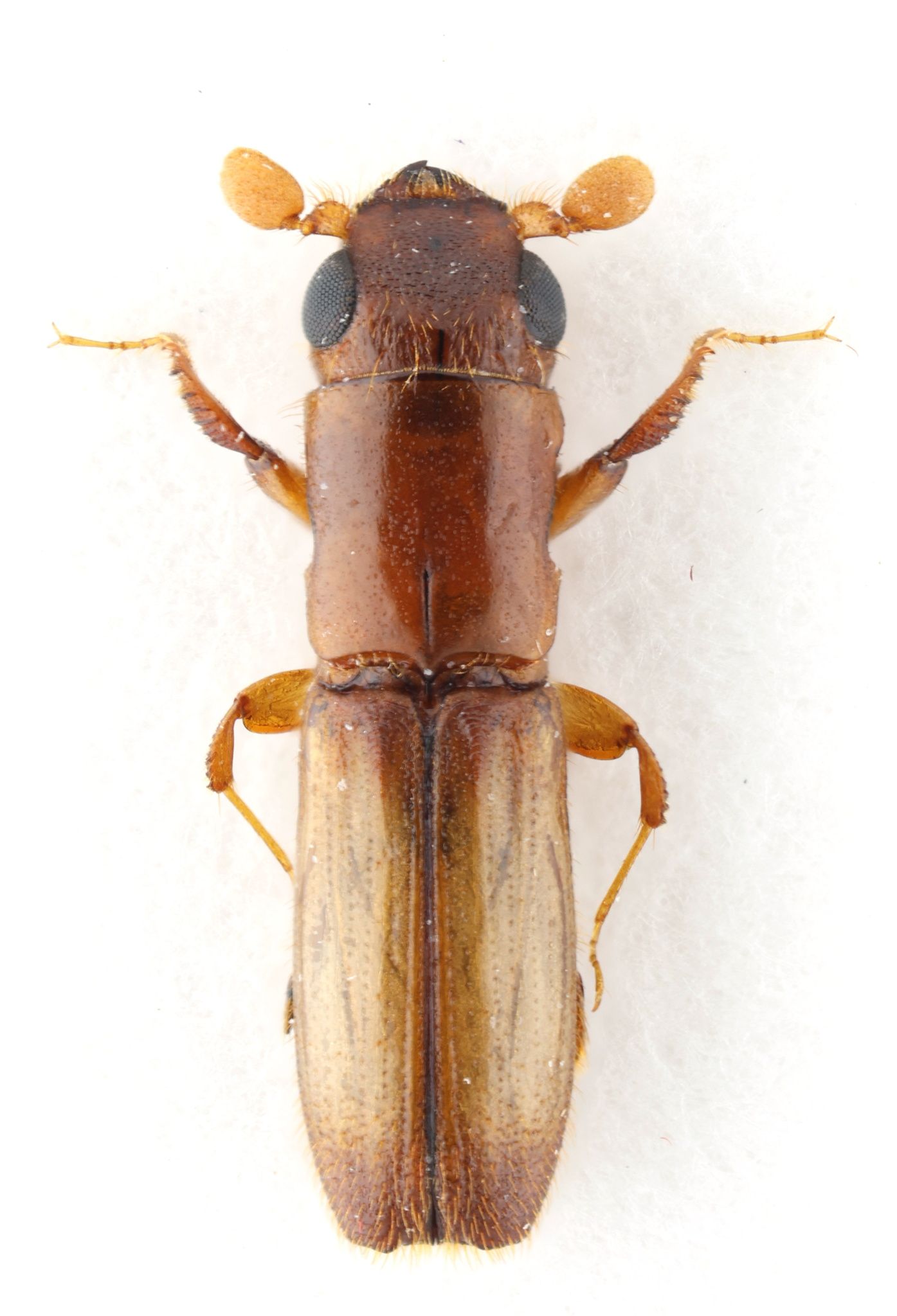 Euplatypus parallelus