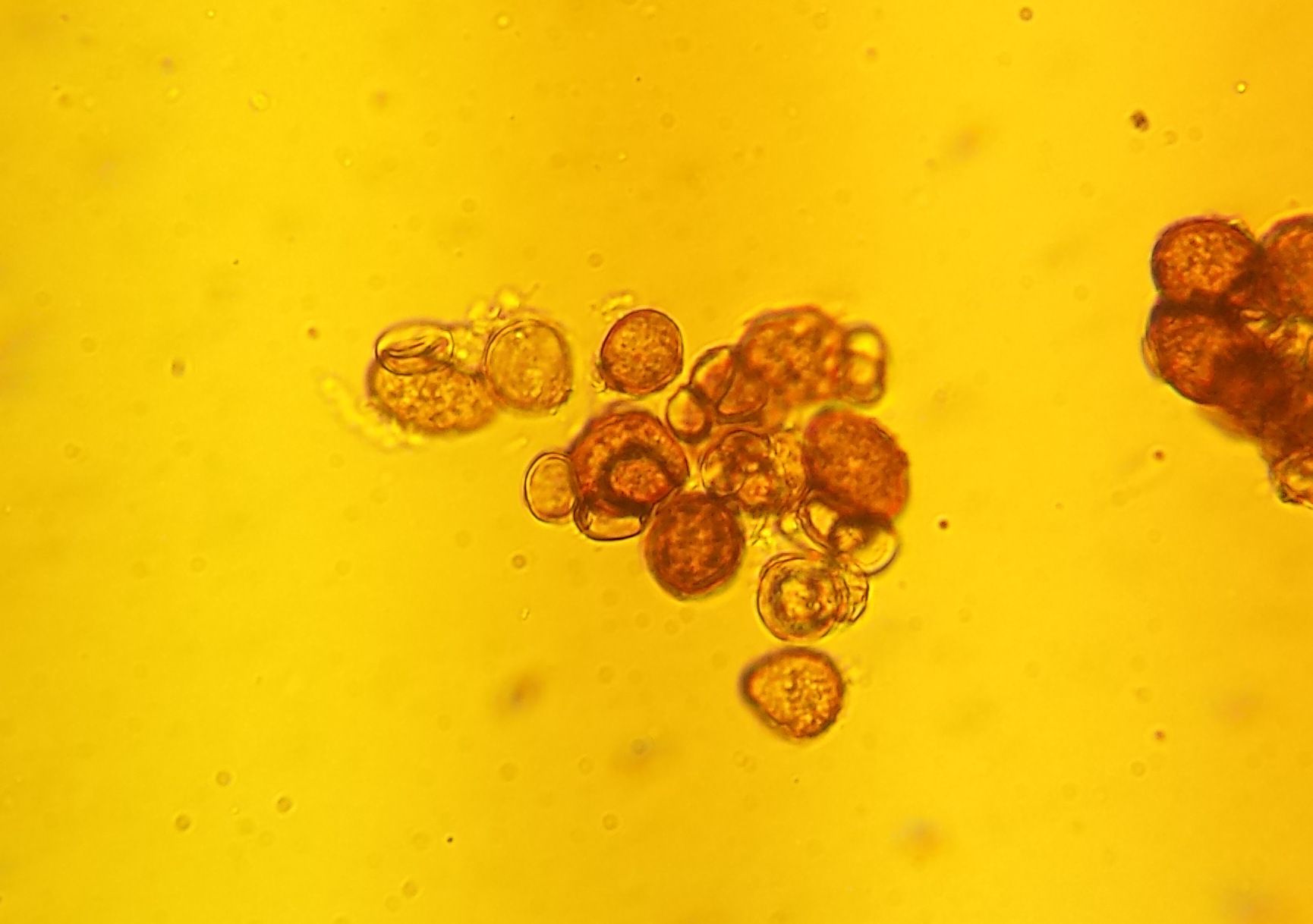 Urocystis anemones