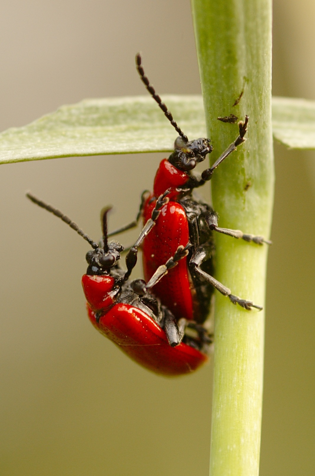 Lilioceris lilii