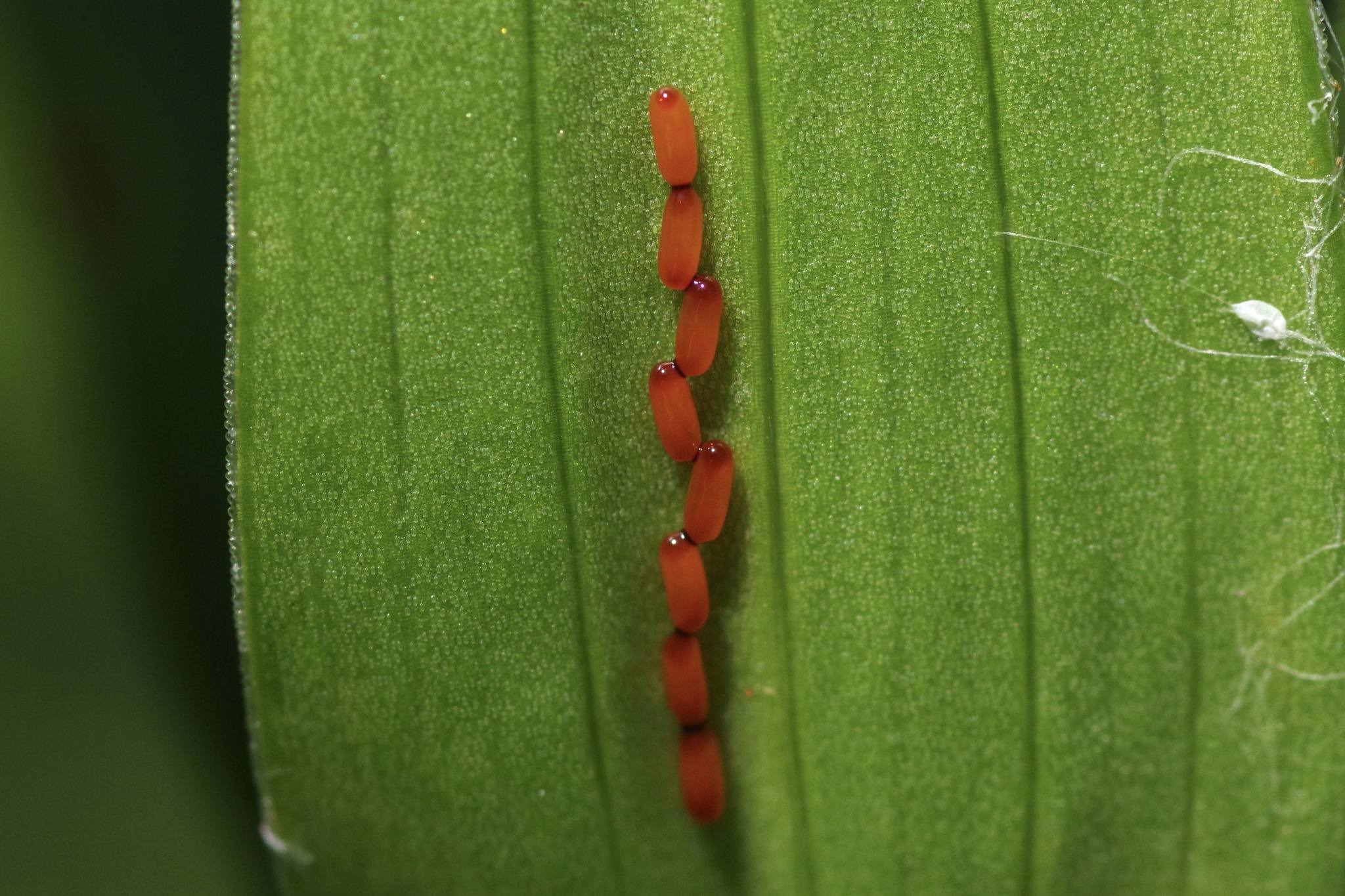 Lilioceris lilii