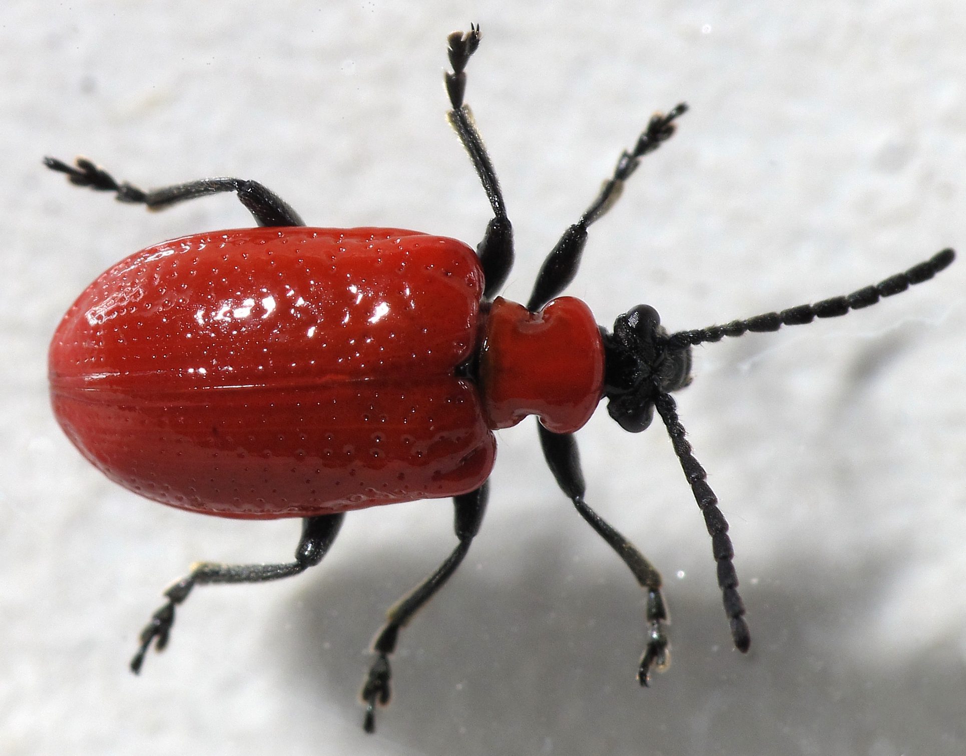 Lilioceris lilii