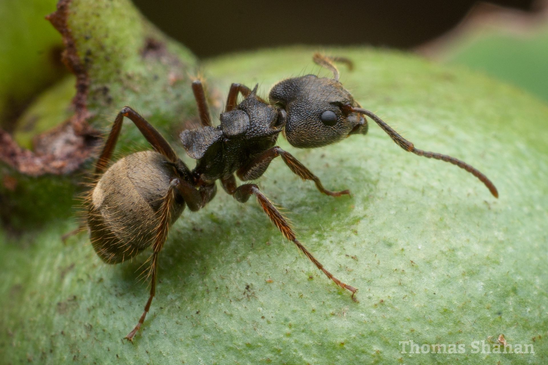 Dolichoderus bispinosus