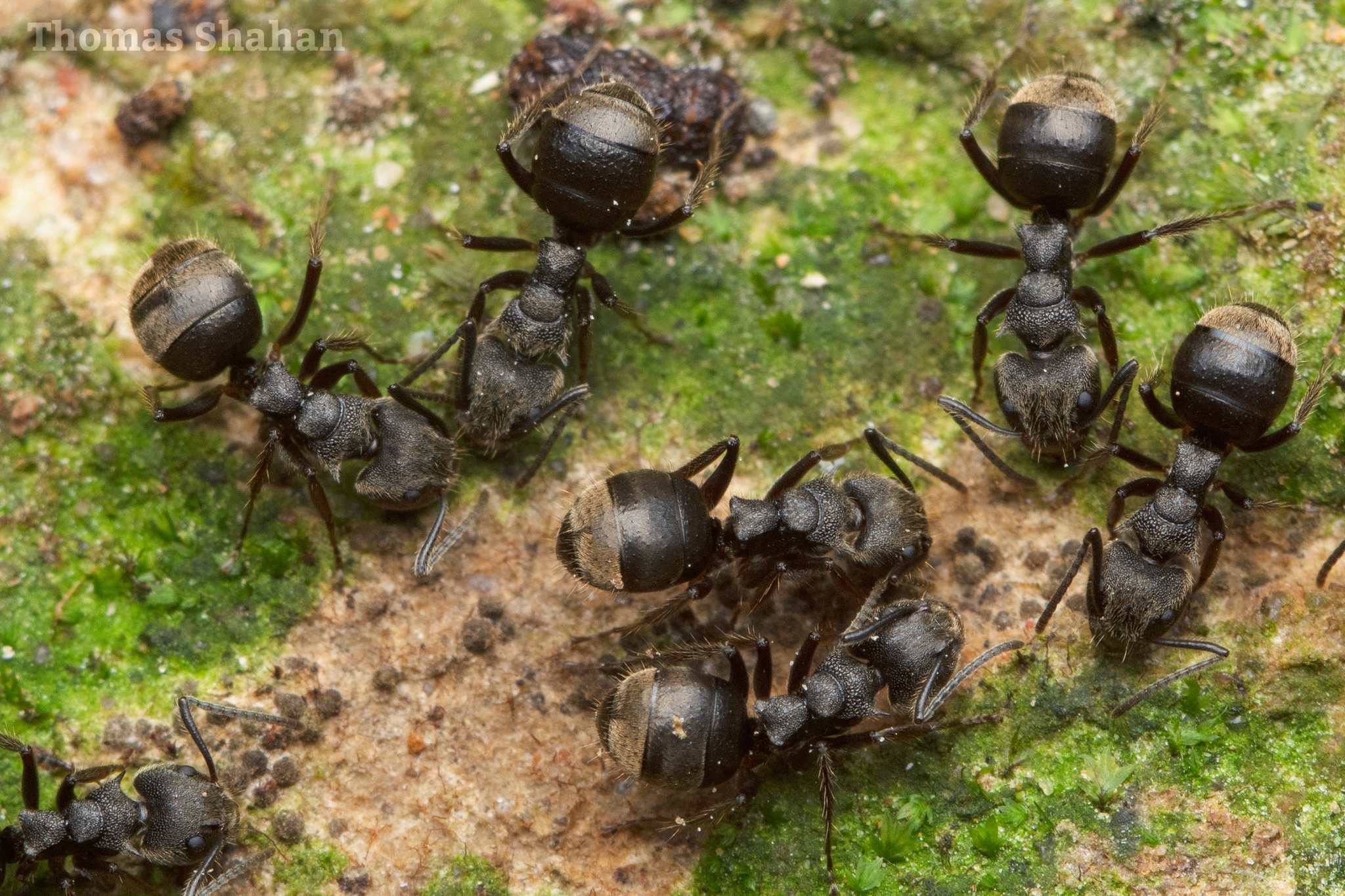 Dolichoderus bispinosus