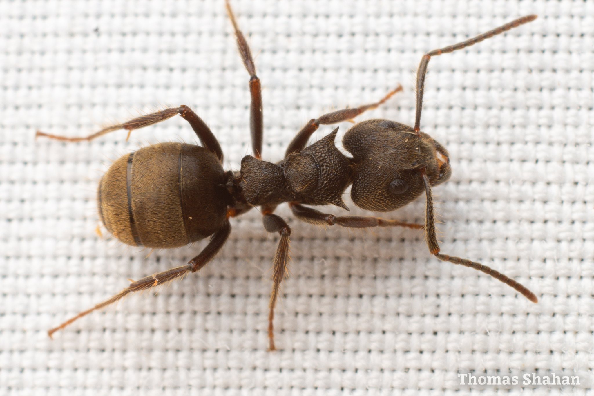 Dolichoderus bispinosus